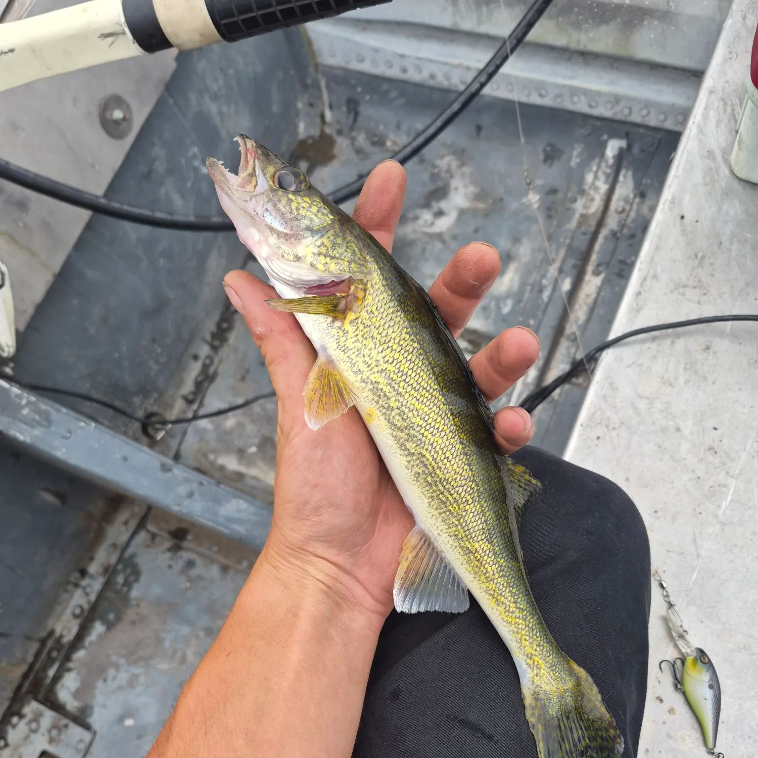 Northern pike caught on Fishbrain