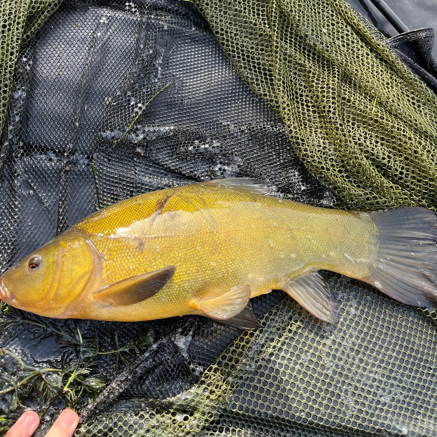 Tench caught on Fishbrain