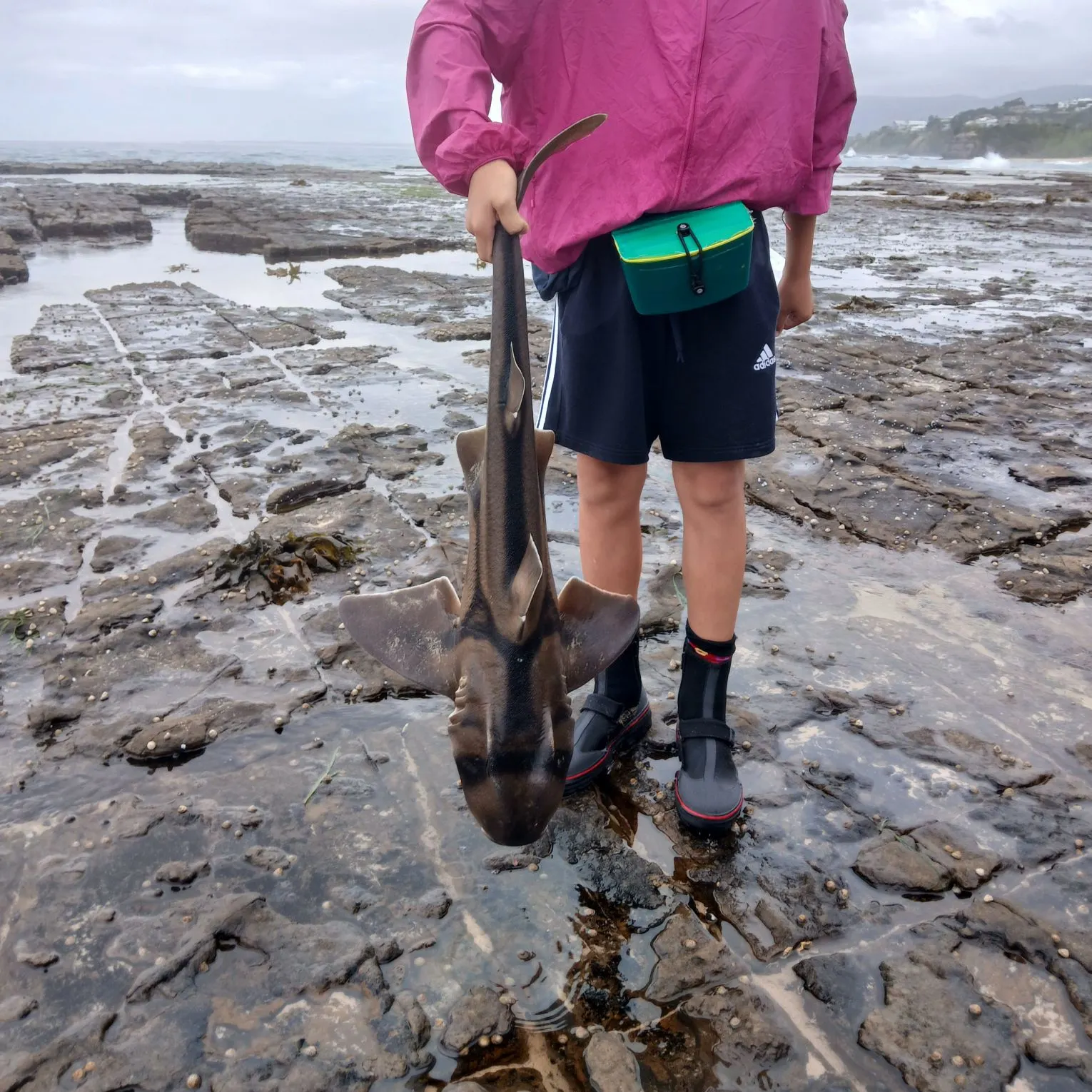 The most recent Port Jackson shark catches on Fishbrain