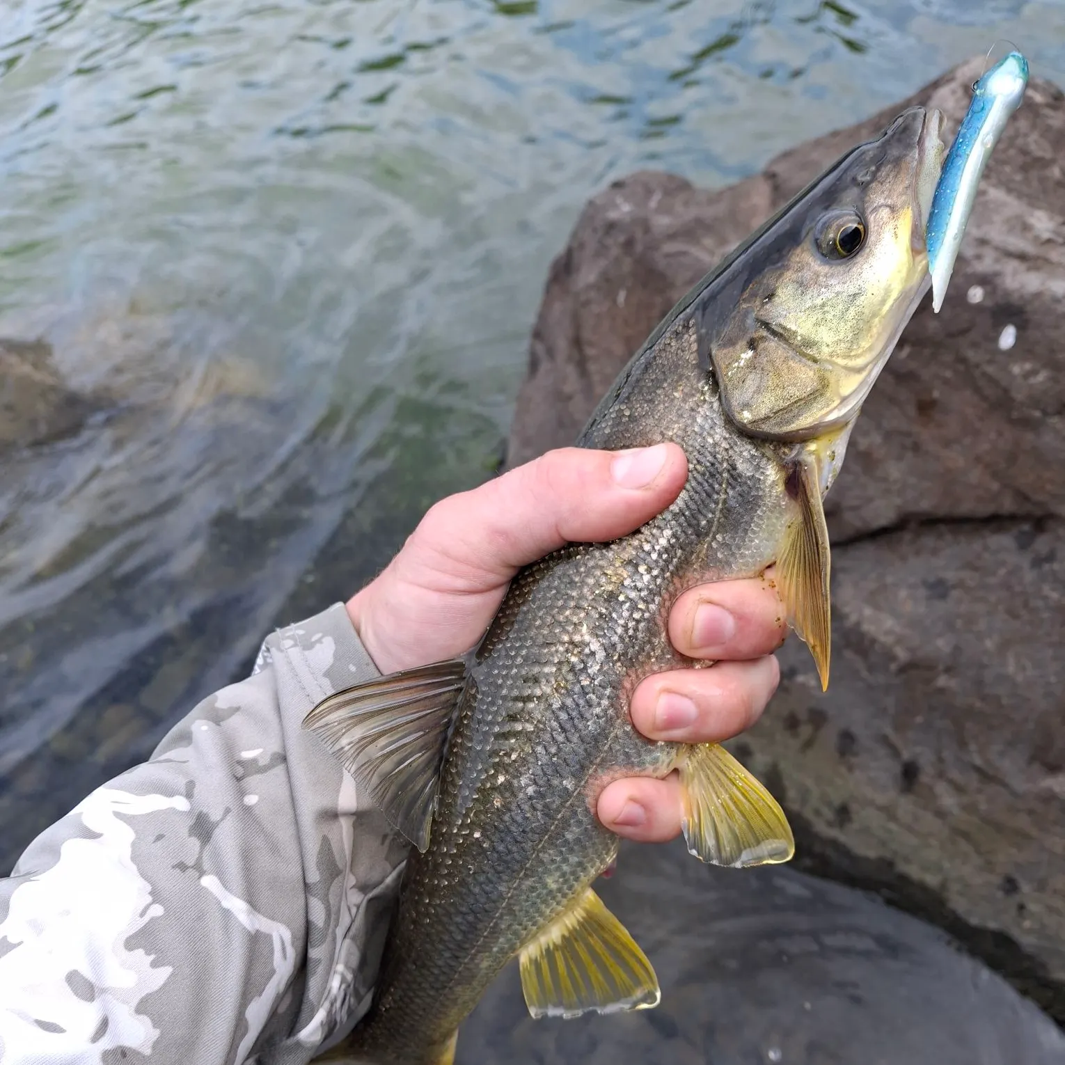 Northern pikeminnow caught on Fishbrain