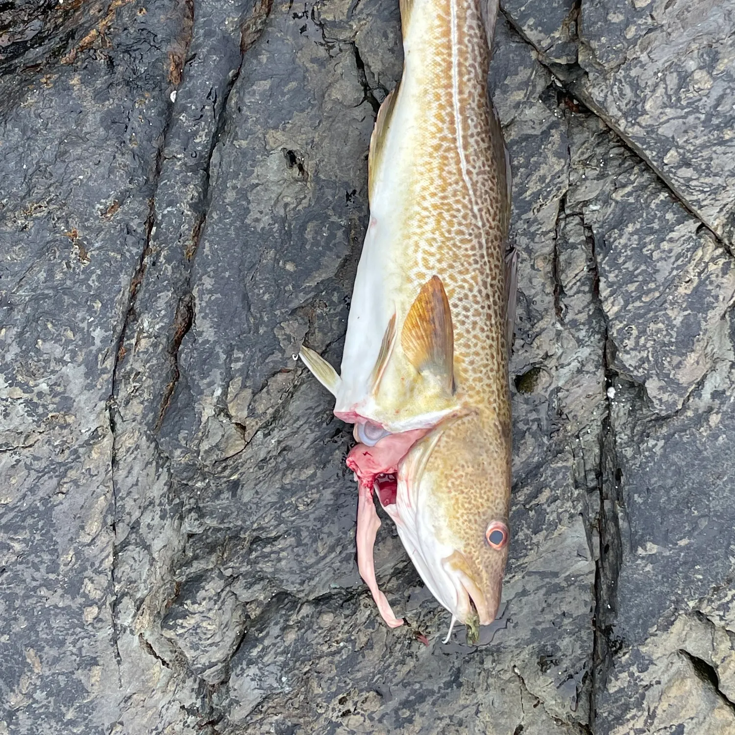 The most recent Atlantic cod catches on Fishbrain