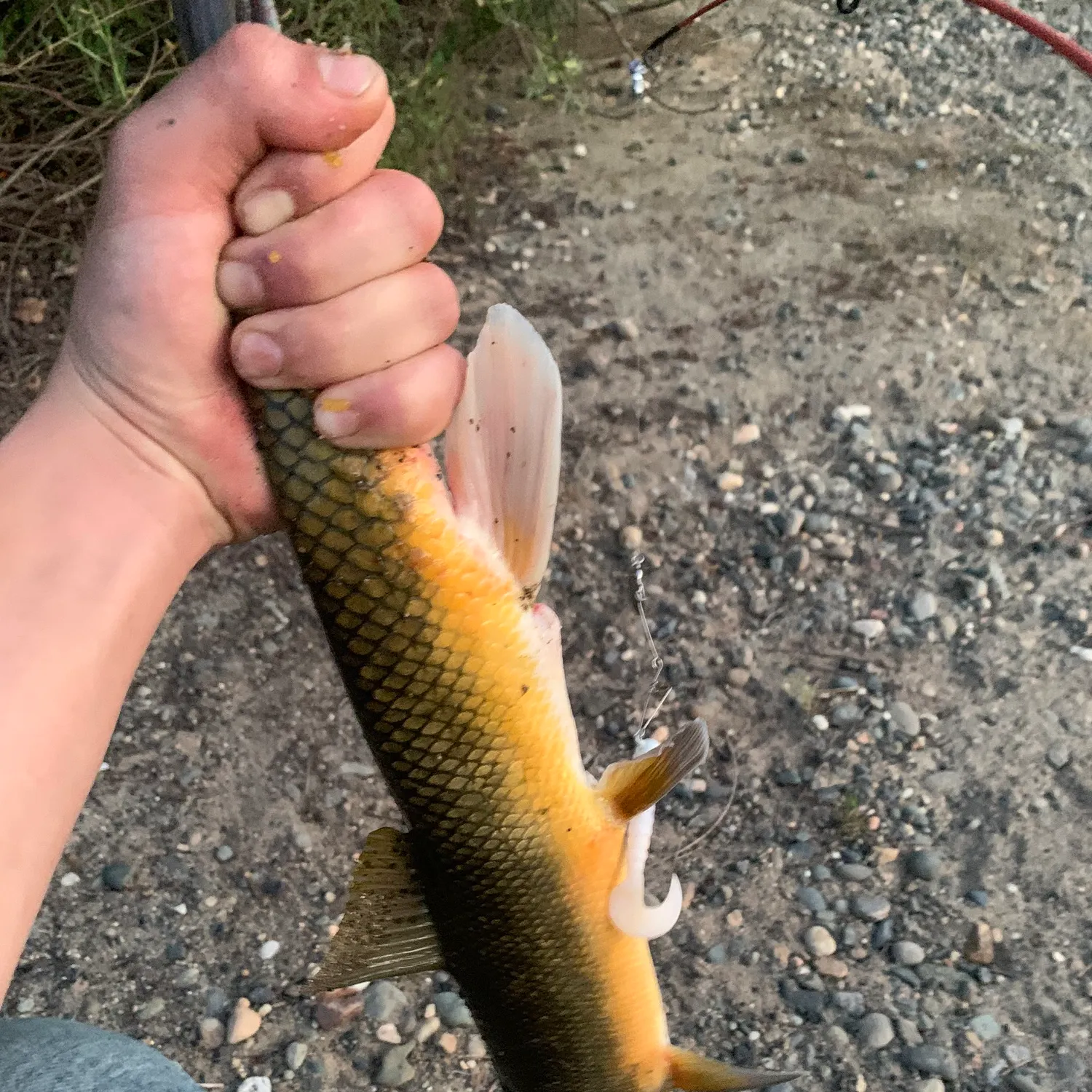 The most recent Sacramento sucker catches on Fishbrain