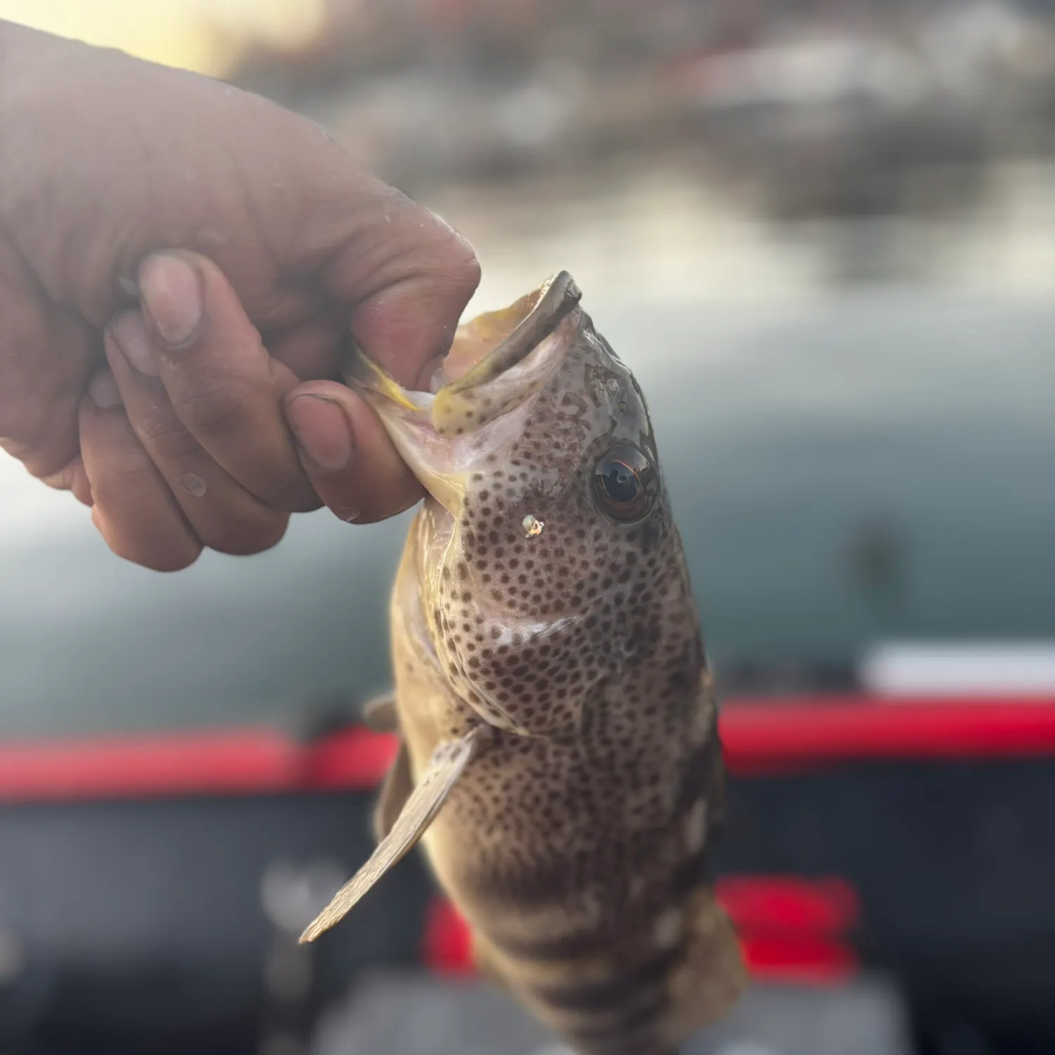 The most recent California halibut catches on Fishbrain