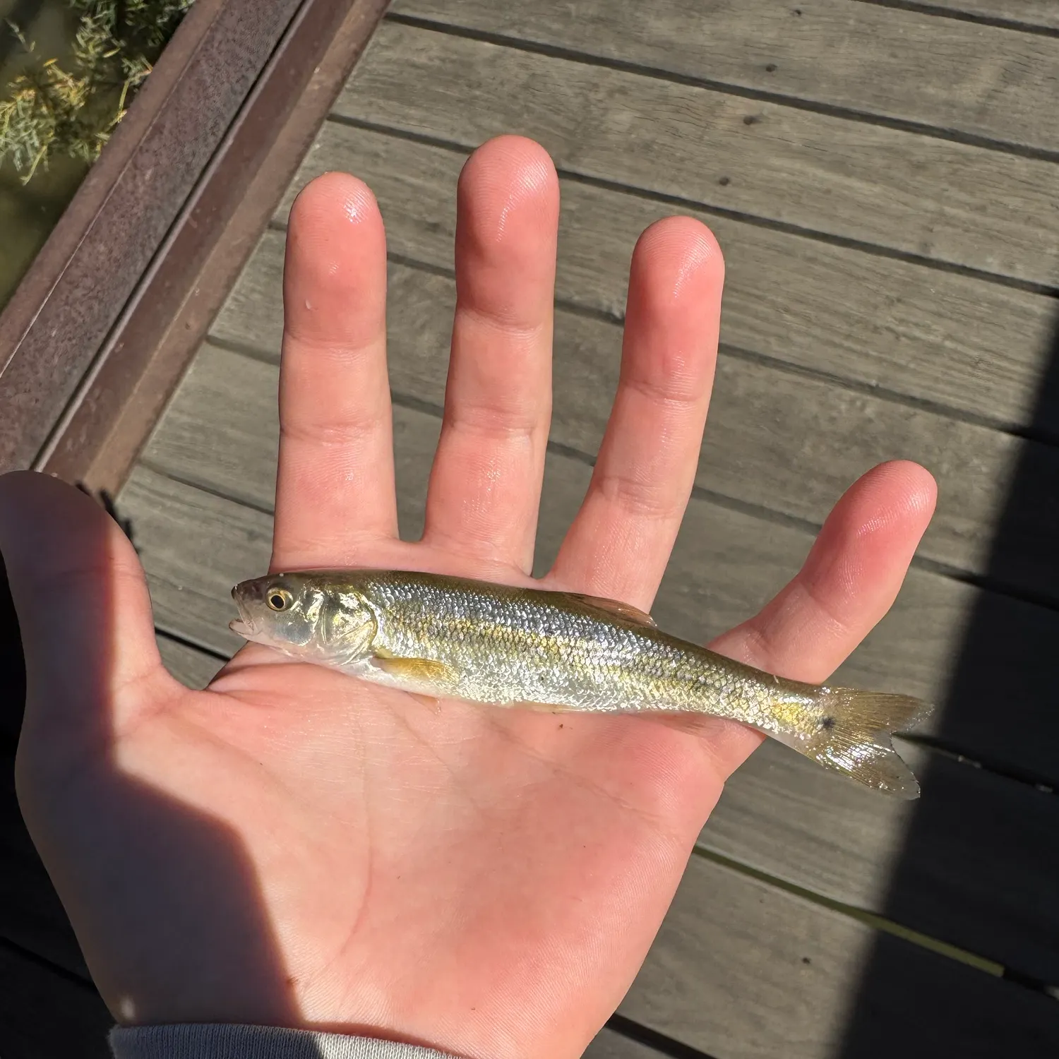 Creek chub caught on Fishbrain