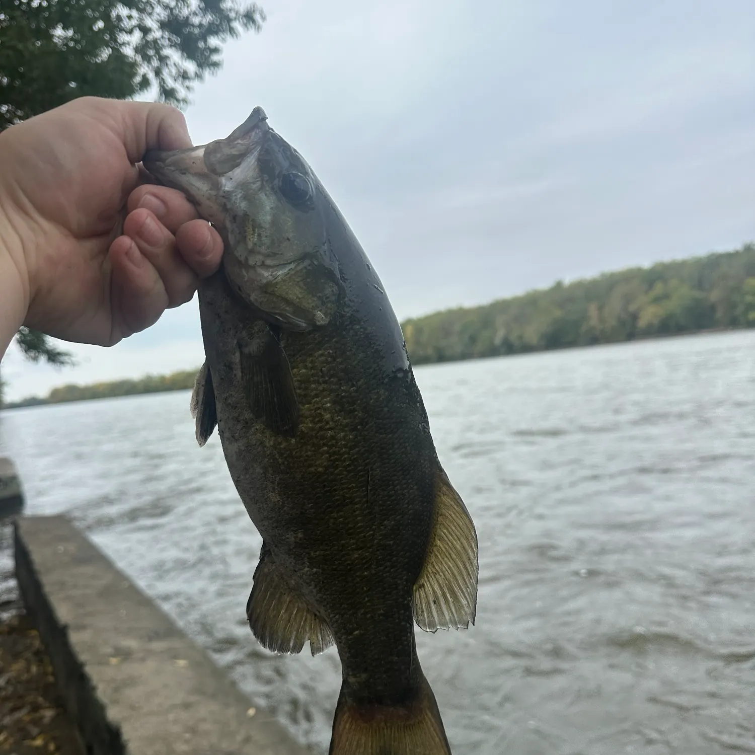 Smallmouth bass caught on Fishbrain
