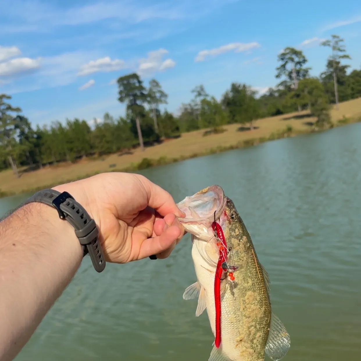 Largemouth bass caught on Fishbrain