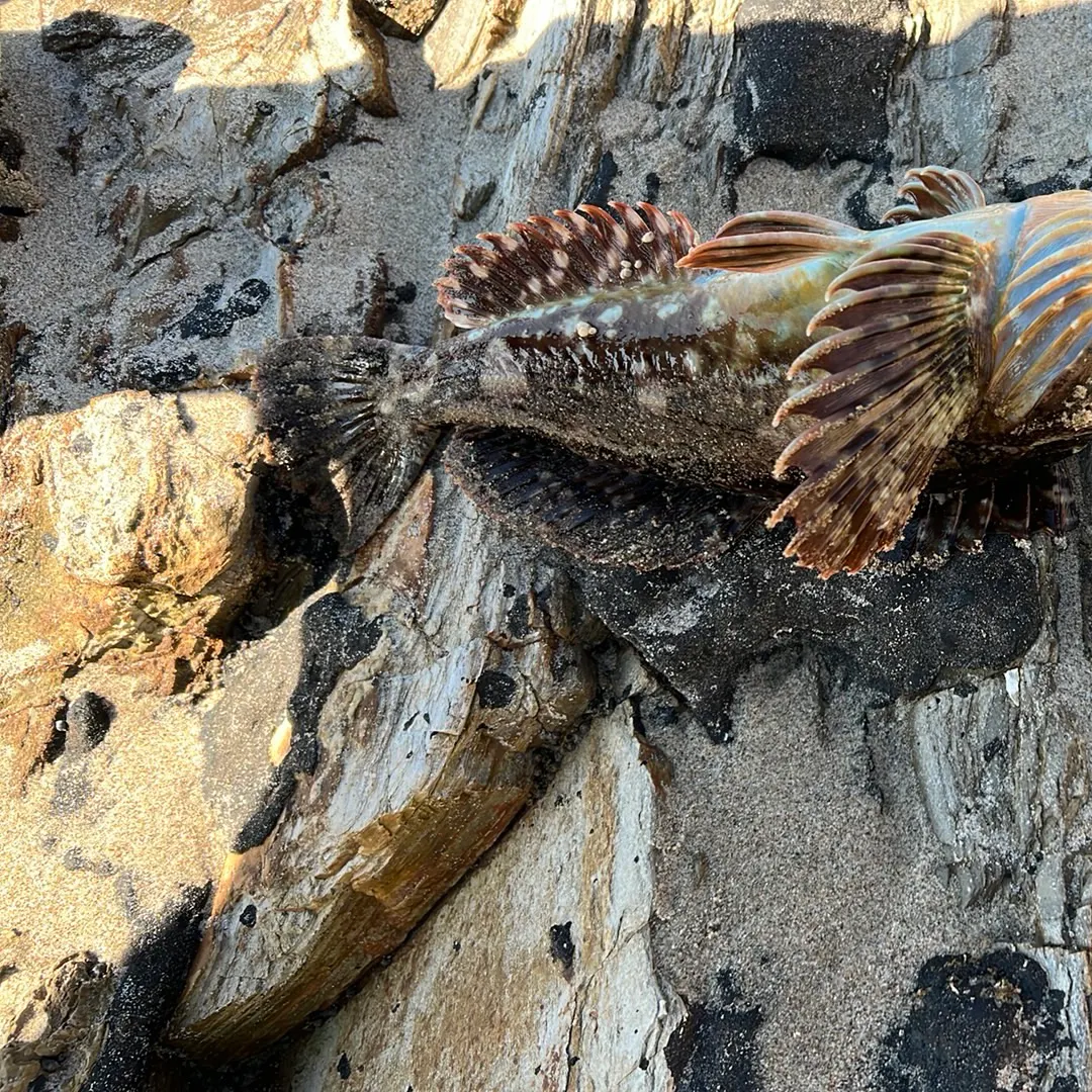 The most recent Cabezon catches on Fishbrain