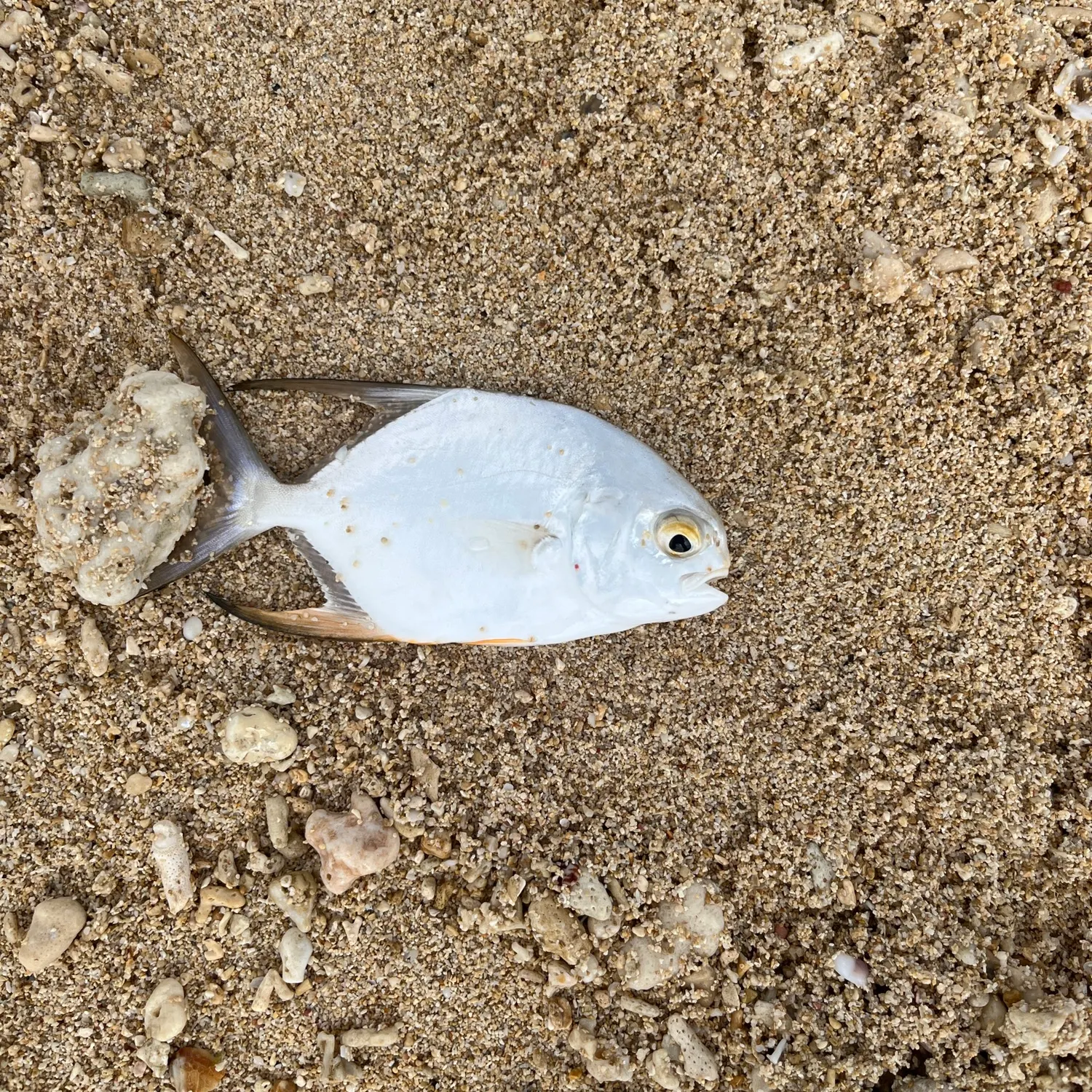 The most recent Snubnose pompano catches on Fishbrain