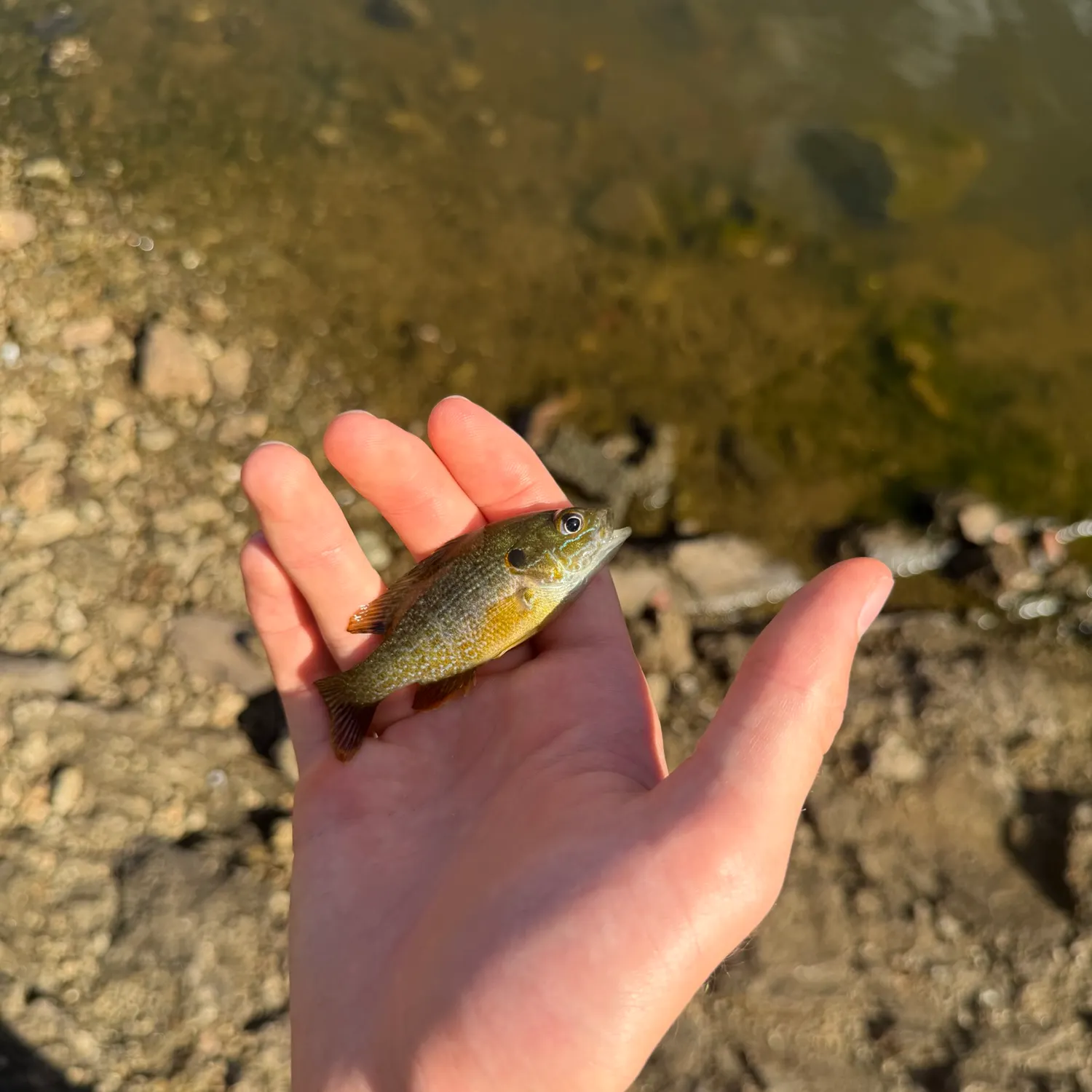 Green sunfish caught on Fishbrain