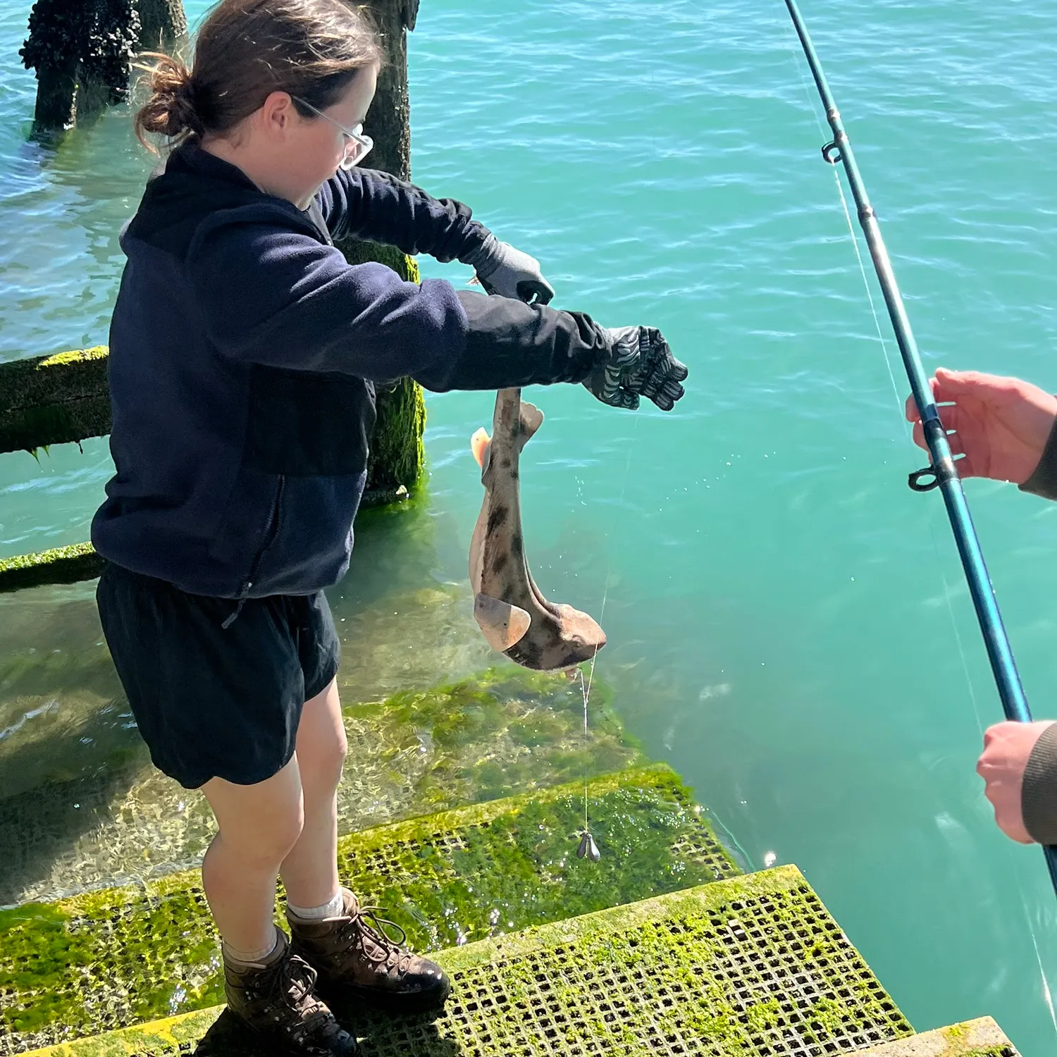 Smalltooth sand tiger caught on Fishbrain