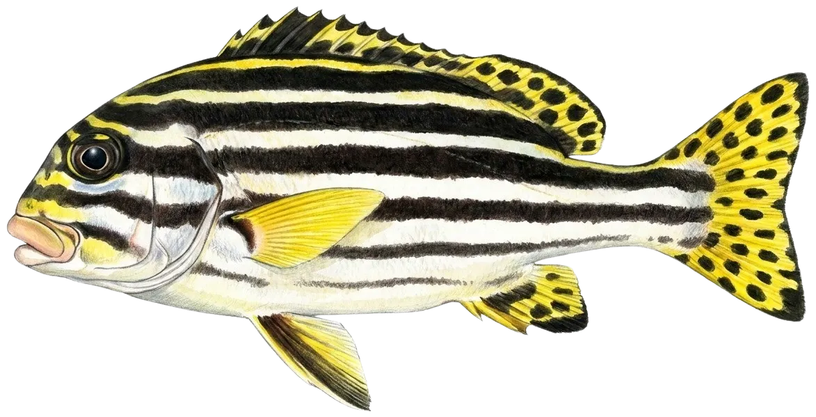 Oriental sweetlips