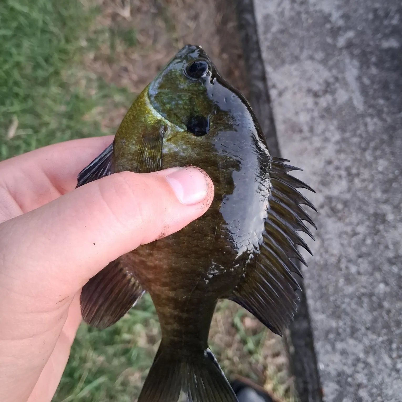 Bluegill caught on Fishbrain