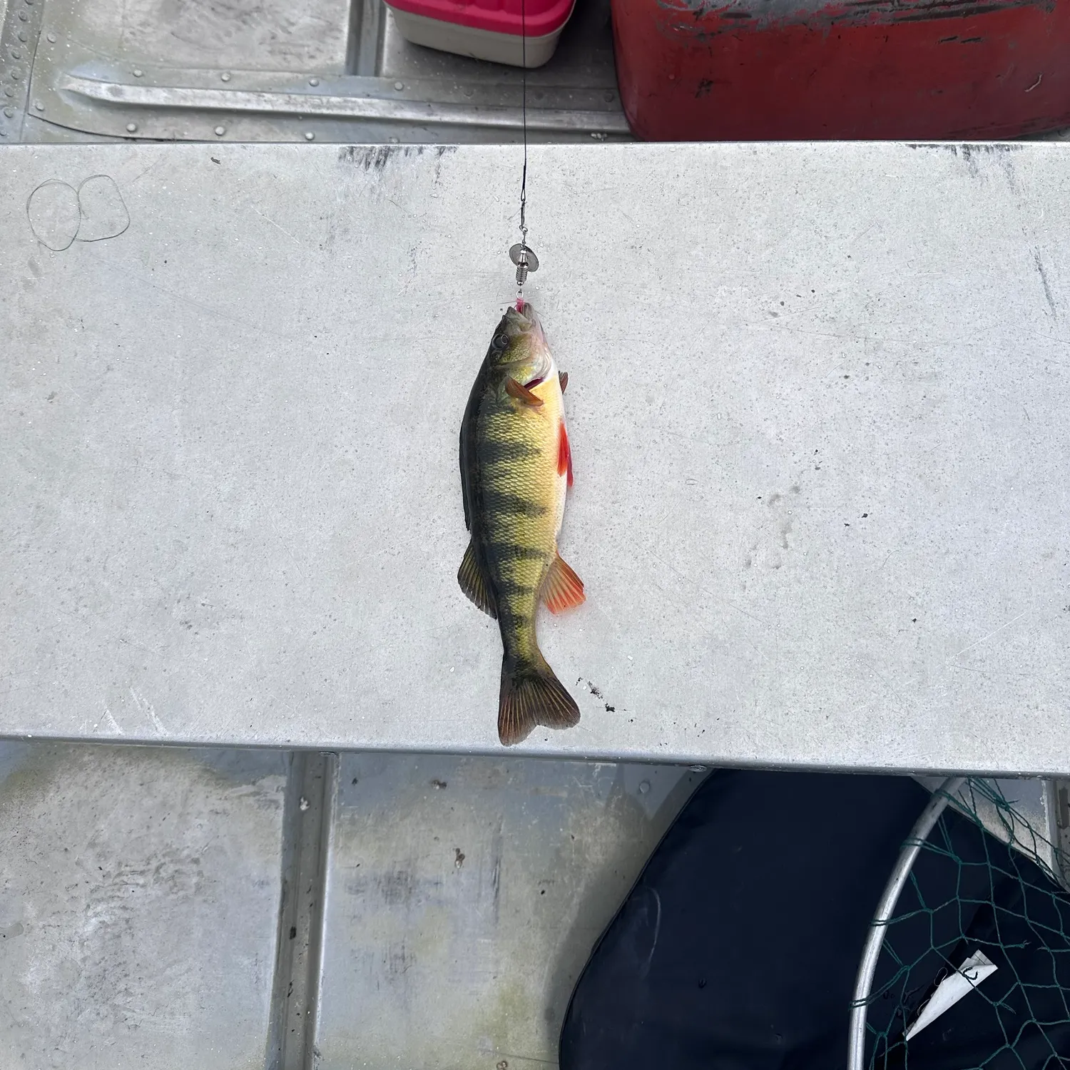 Yellow perch caught on Fishbrain