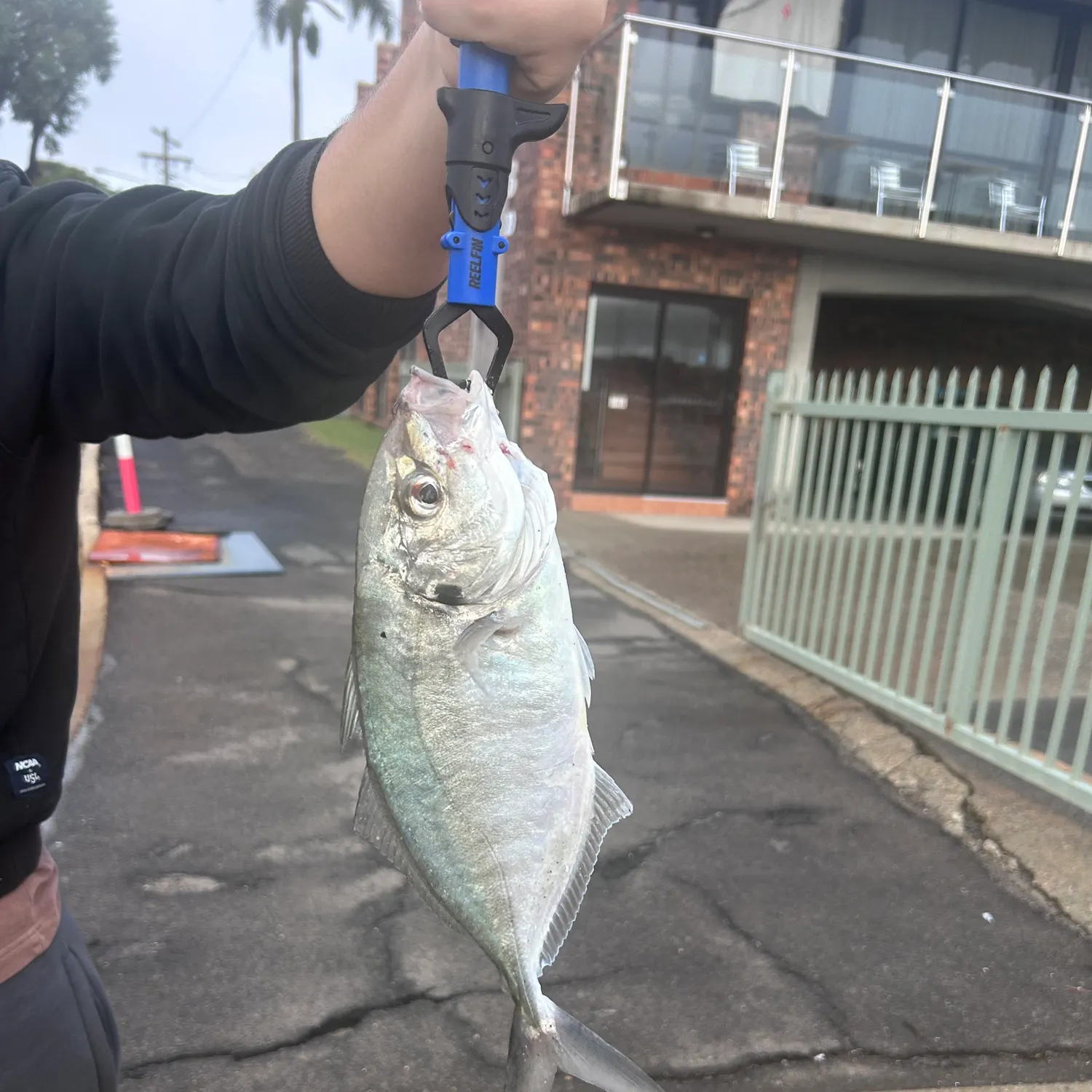 The most recent Silver trevally catches on Fishbrain