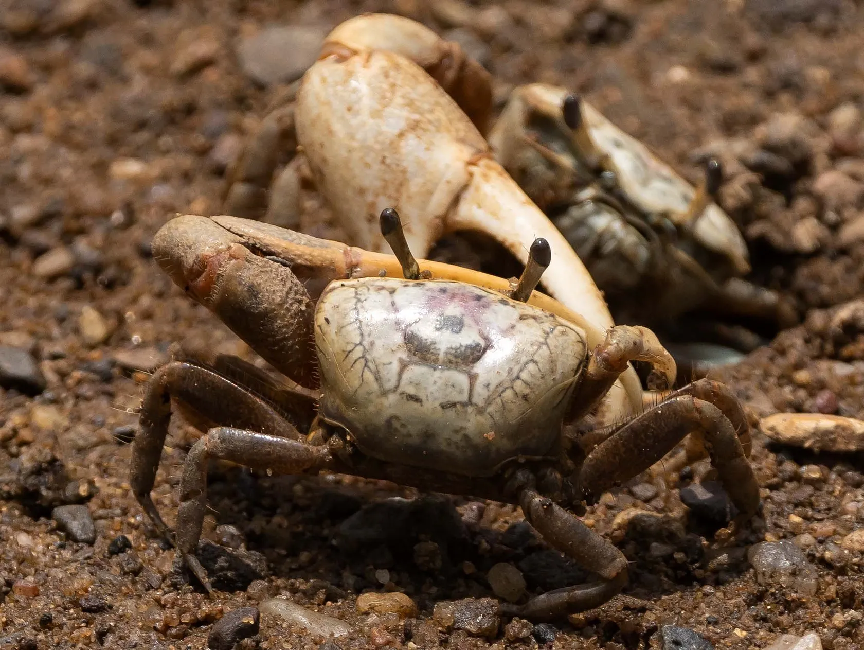 Fiddler Crab