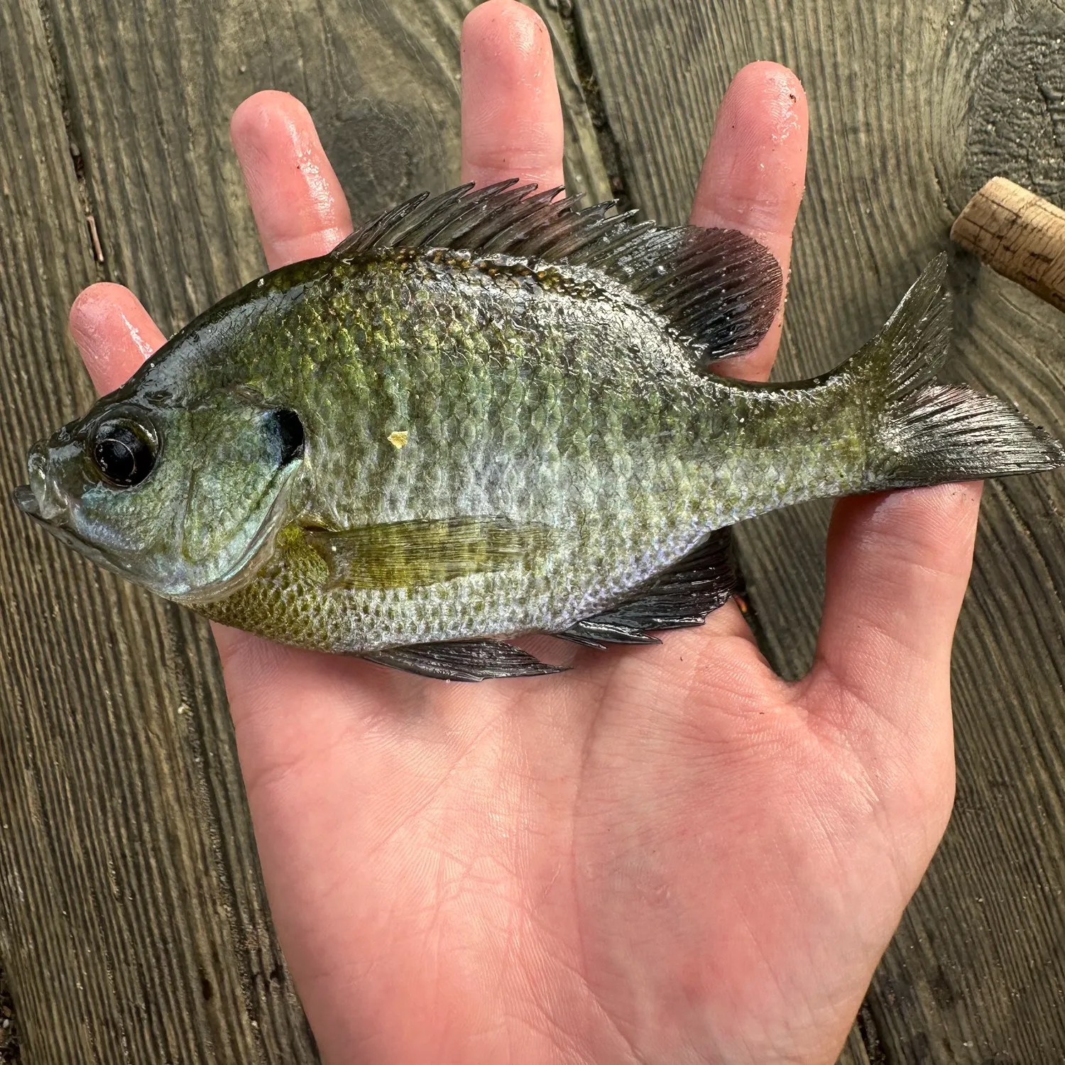 Bluegill caught on Fishbrain