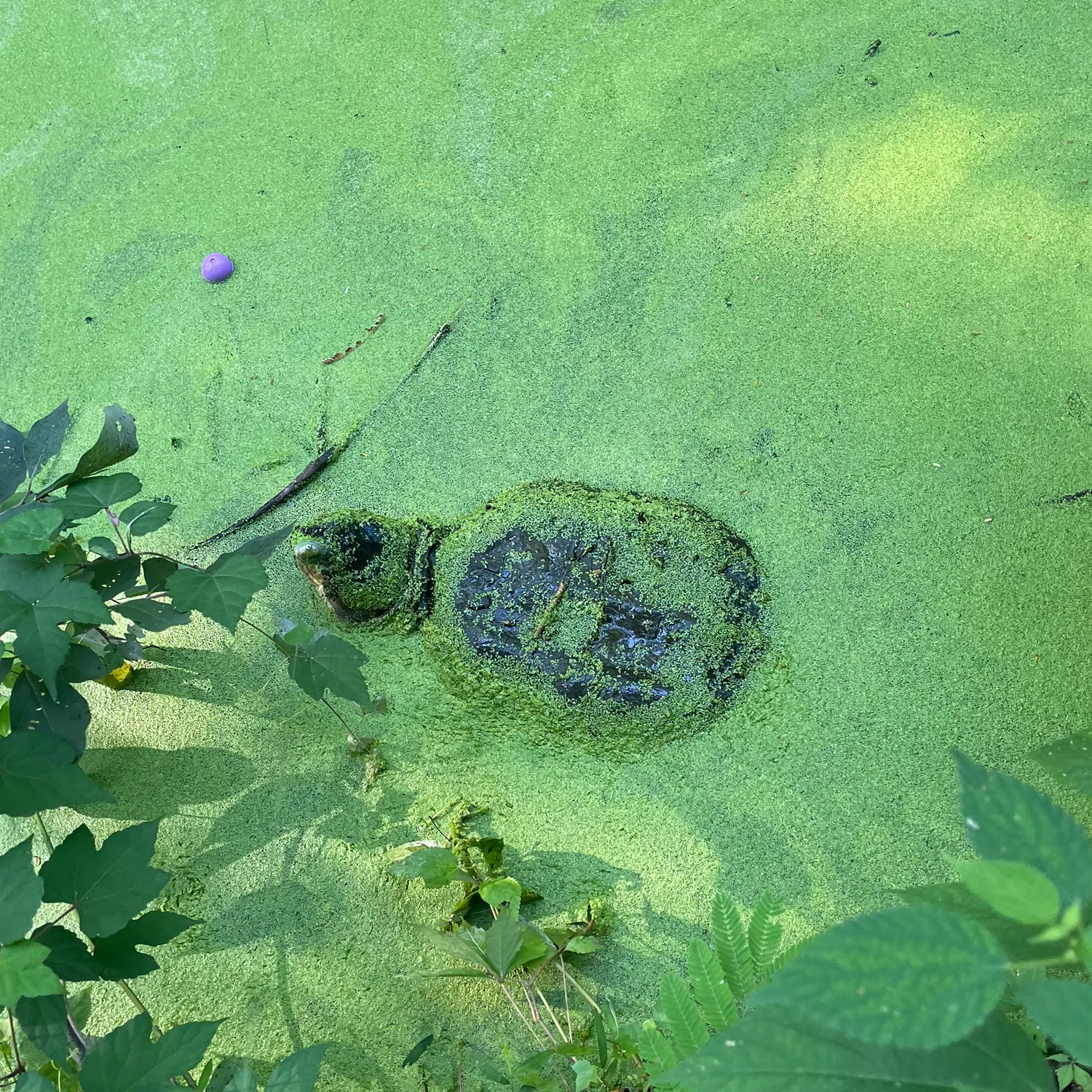 Common snapping turtle caught on Fishbrain