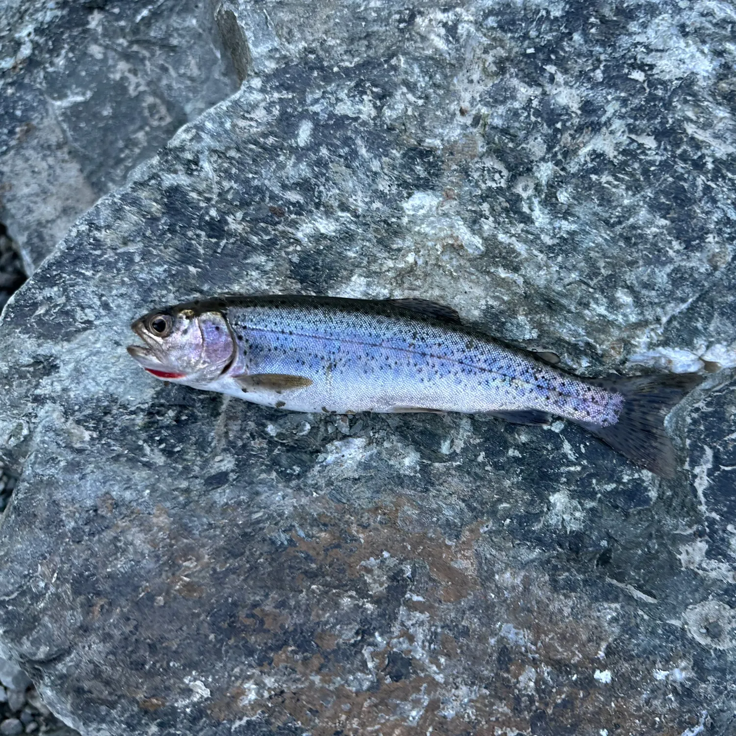 Coastal cutthroat trout caught on Fishbrain