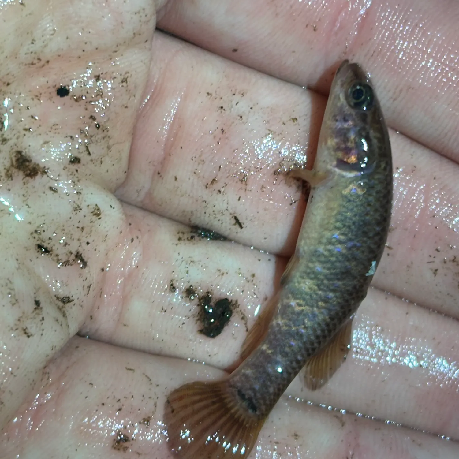 The most recent Central mudminnow catches on Fishbrain