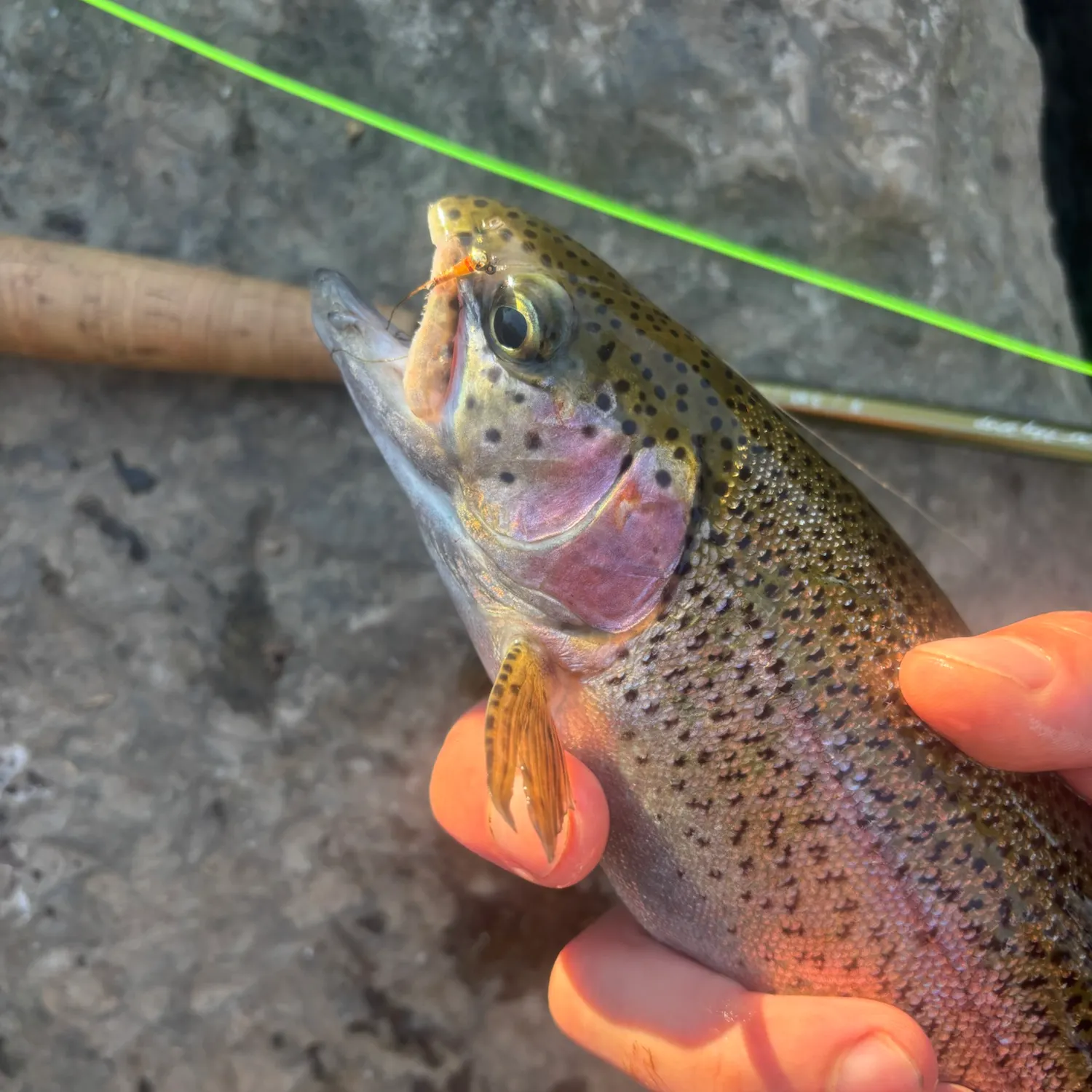 Rainbow trout caught on Fishbrain