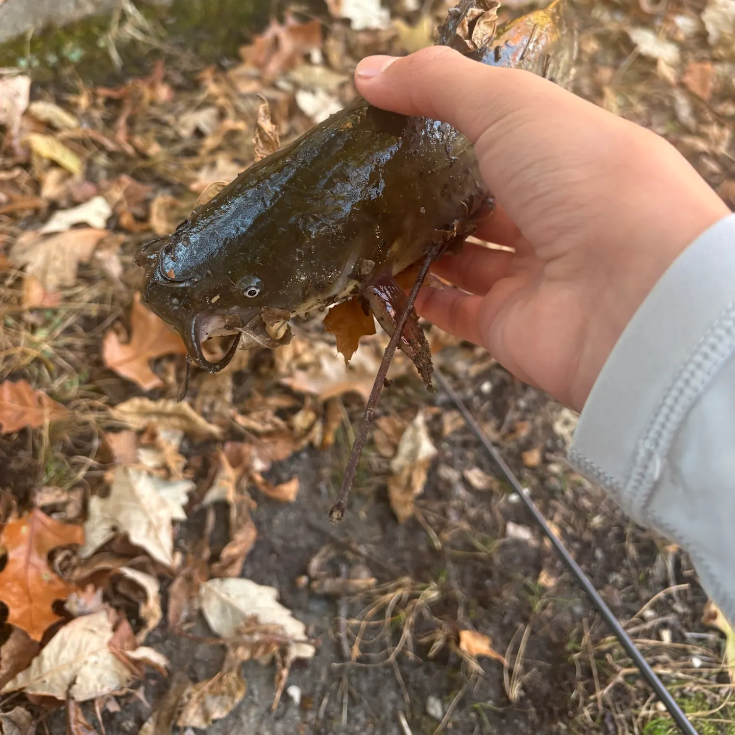 Black bullhead caught on Fishbrain