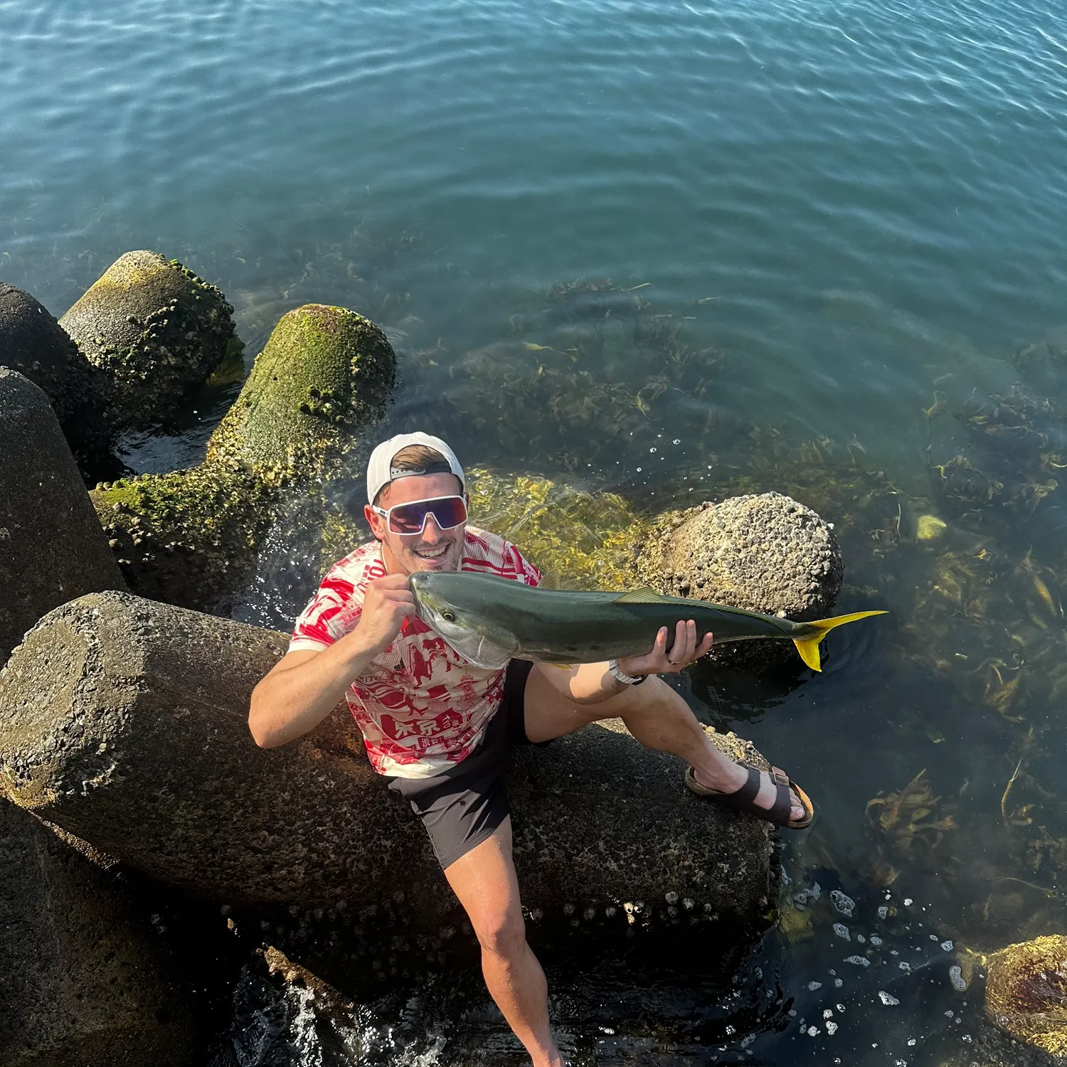 The most recent Japanese yellowtail amberjack catches on Fishbrain