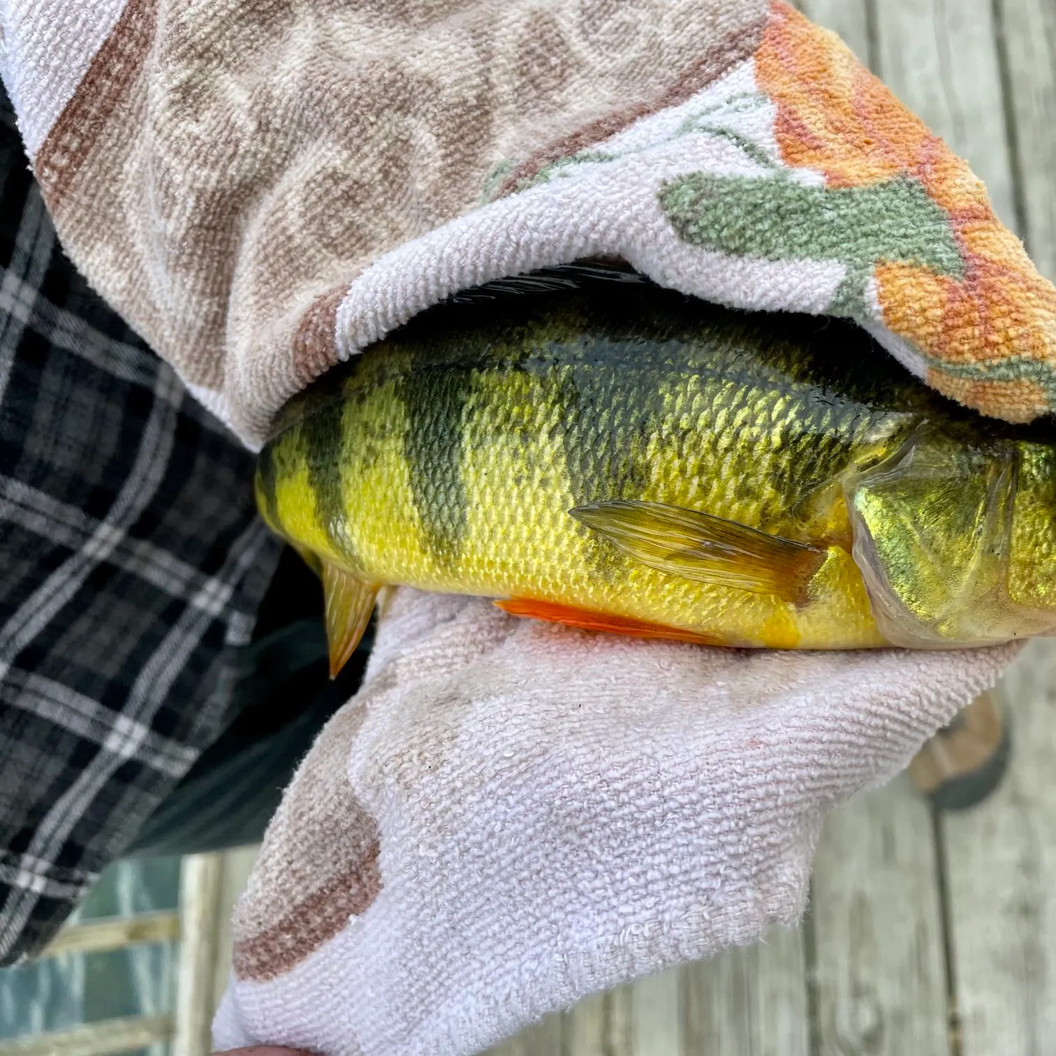 Yellow perch caught on Fishbrain