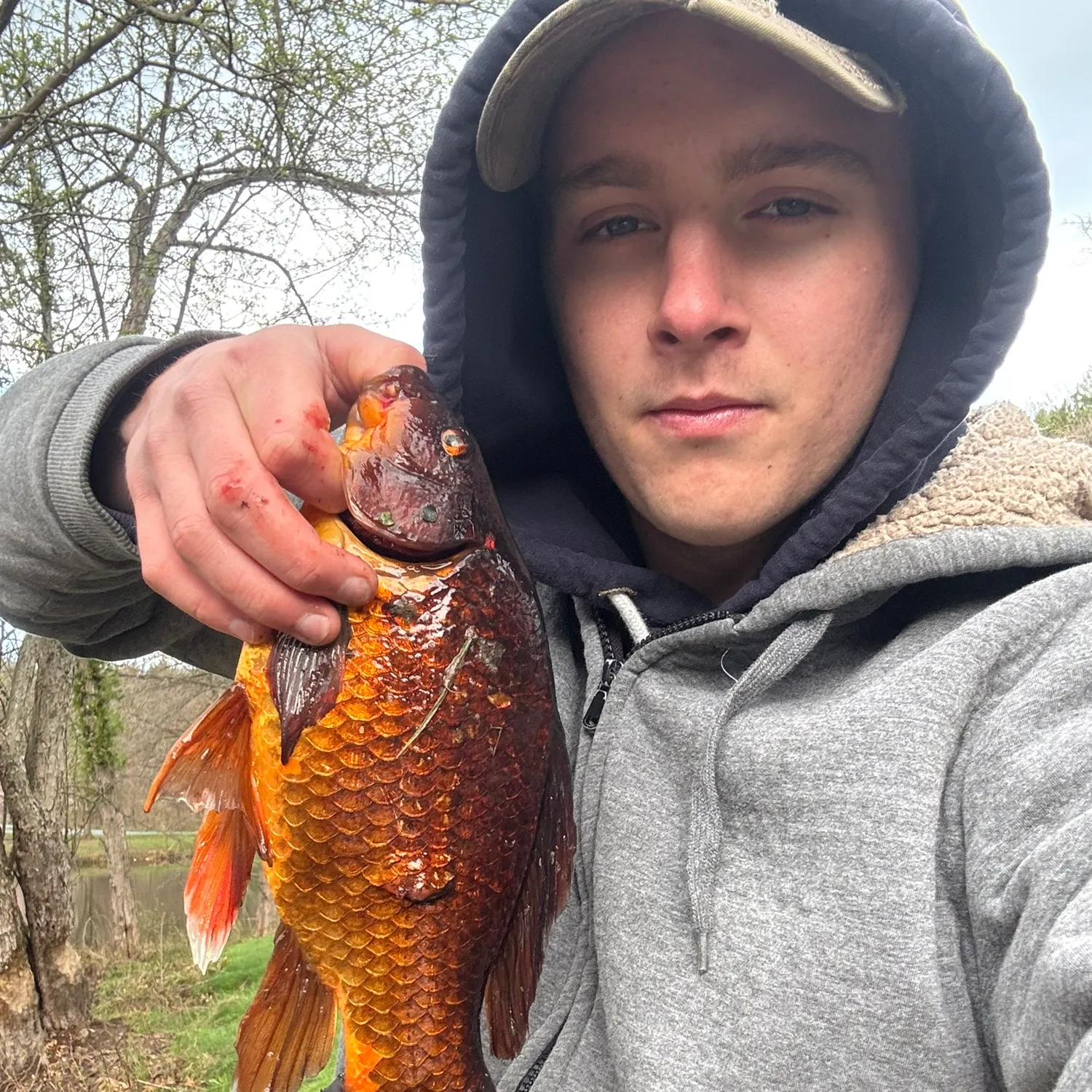 The most recent Goldfish catches on Fishbrain