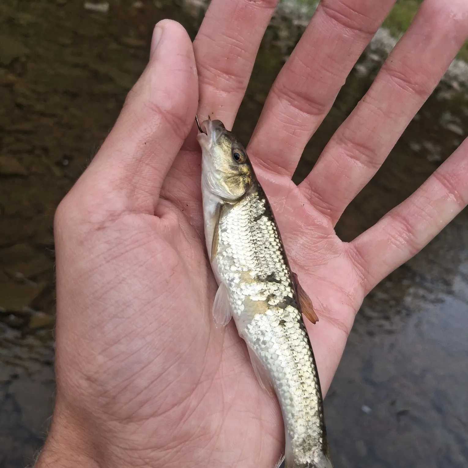 The most recent Central stoneroller catches on Fishbrain