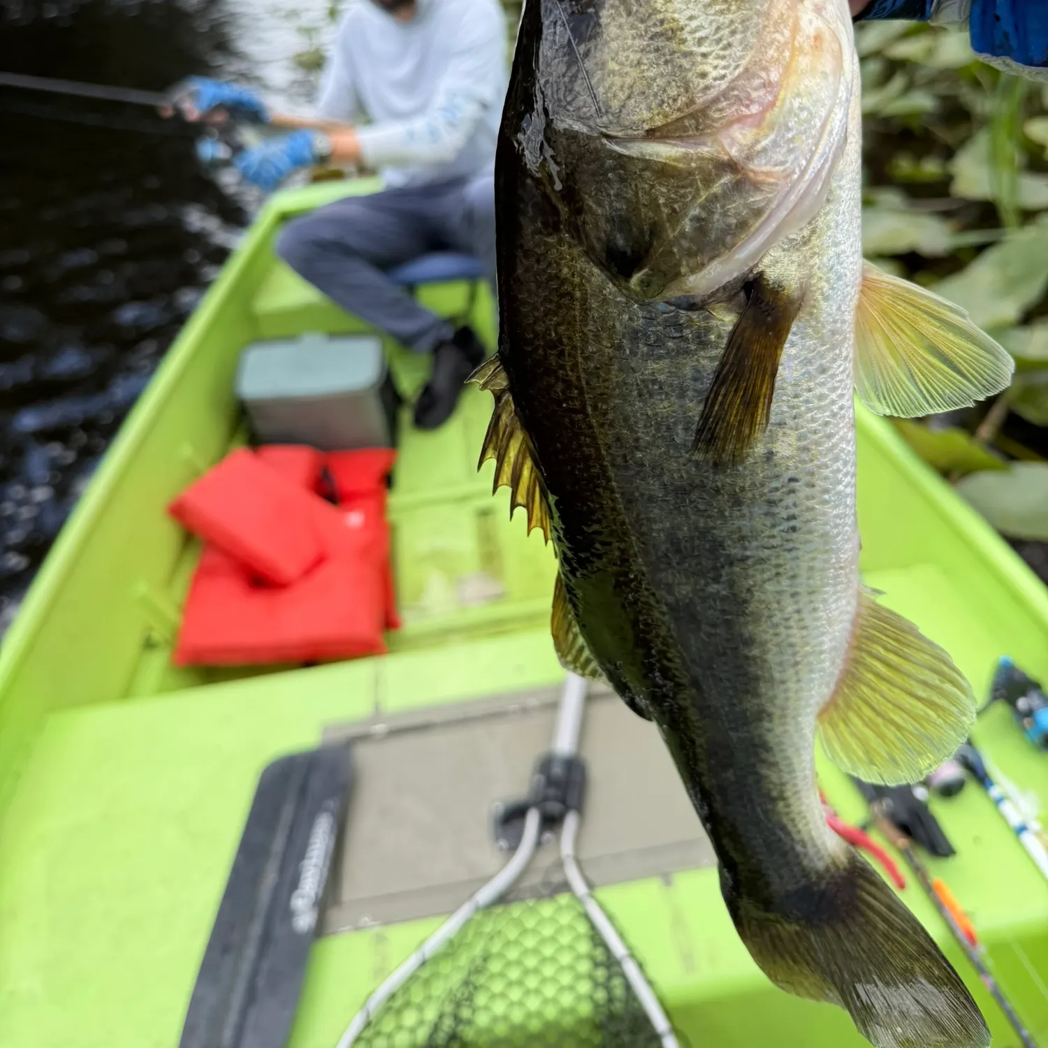 The most recent Florida bass catches on Fishbrain