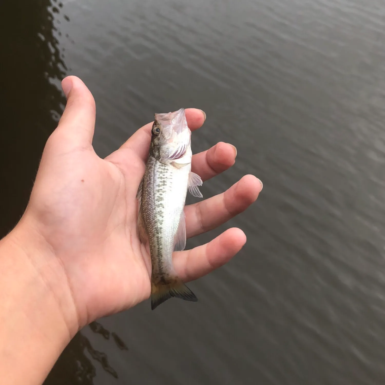 The most popular recent Choctaw bass catch on Fishbrain