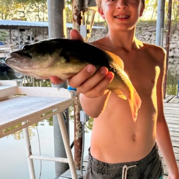 Largemouth bass caught on Fishbrain
