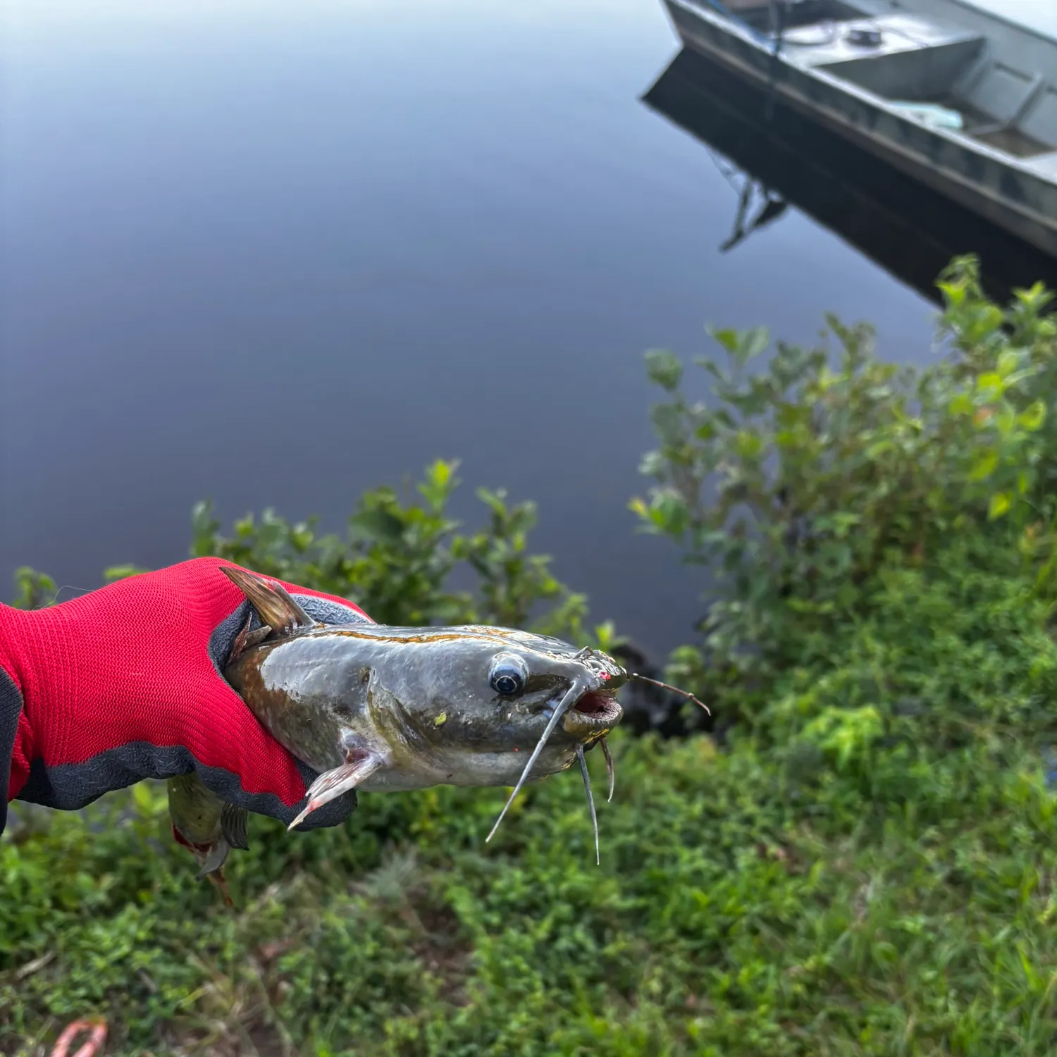 Yellow bullhead caught on Fishbrain