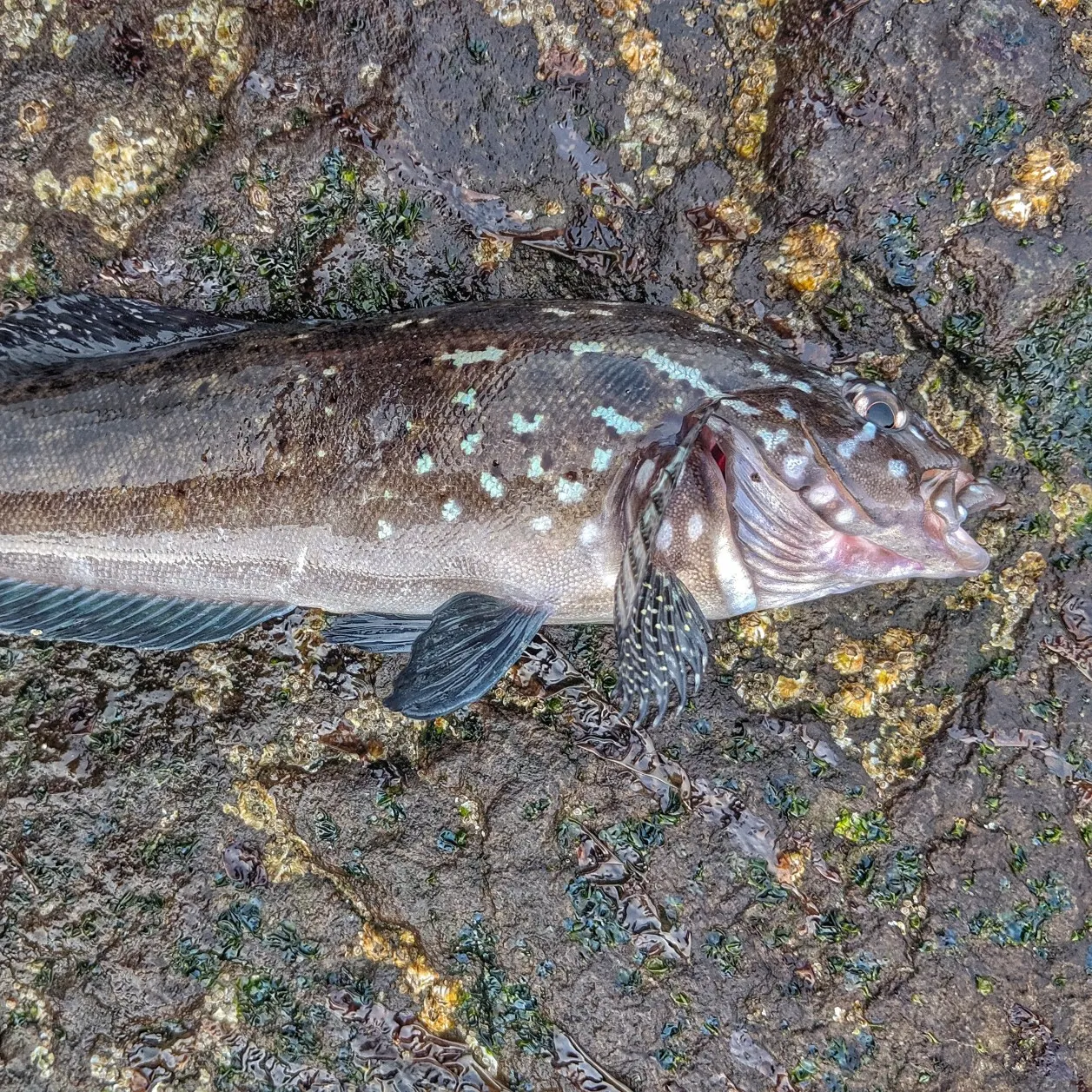 The most popular recent Kelp greenling catch on Fishbrain