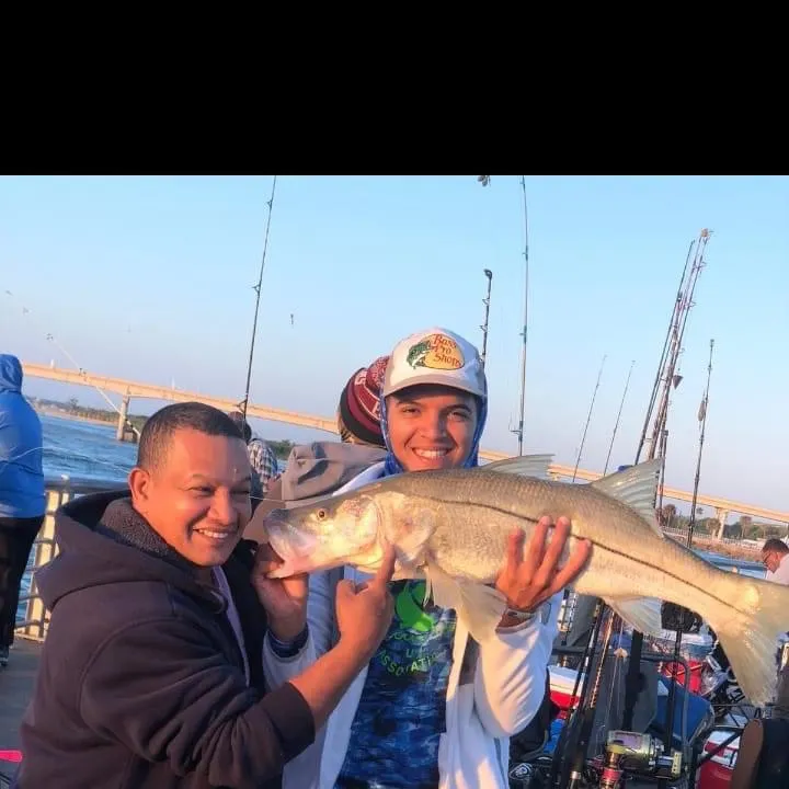 The most recent Fat snook catches on Fishbrain