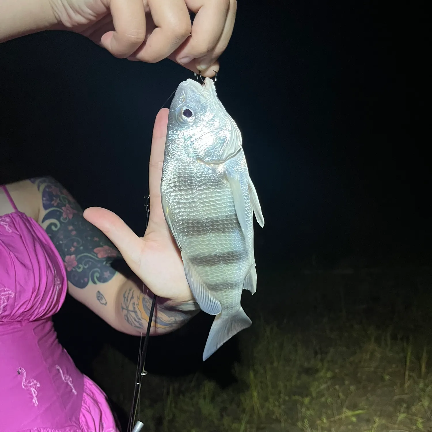 Black drum caught on Fishbrain