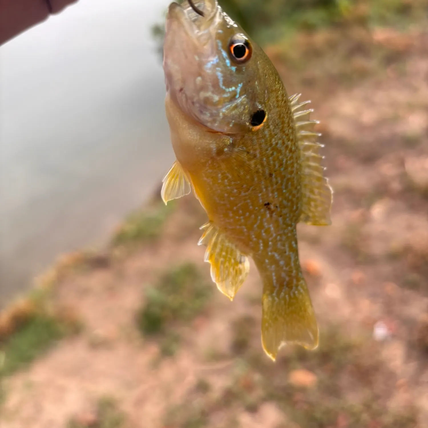 Green sunfish caught on Fishbrain