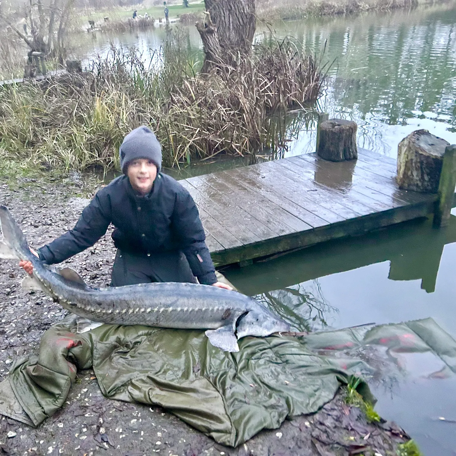 The most recent Beluga sturgeon catches on Fishbrain