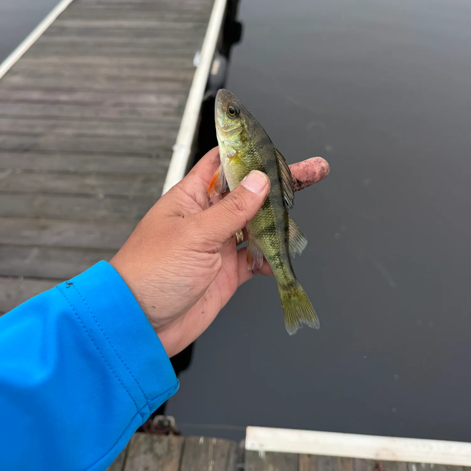 Yellow perch caught on Fishbrain