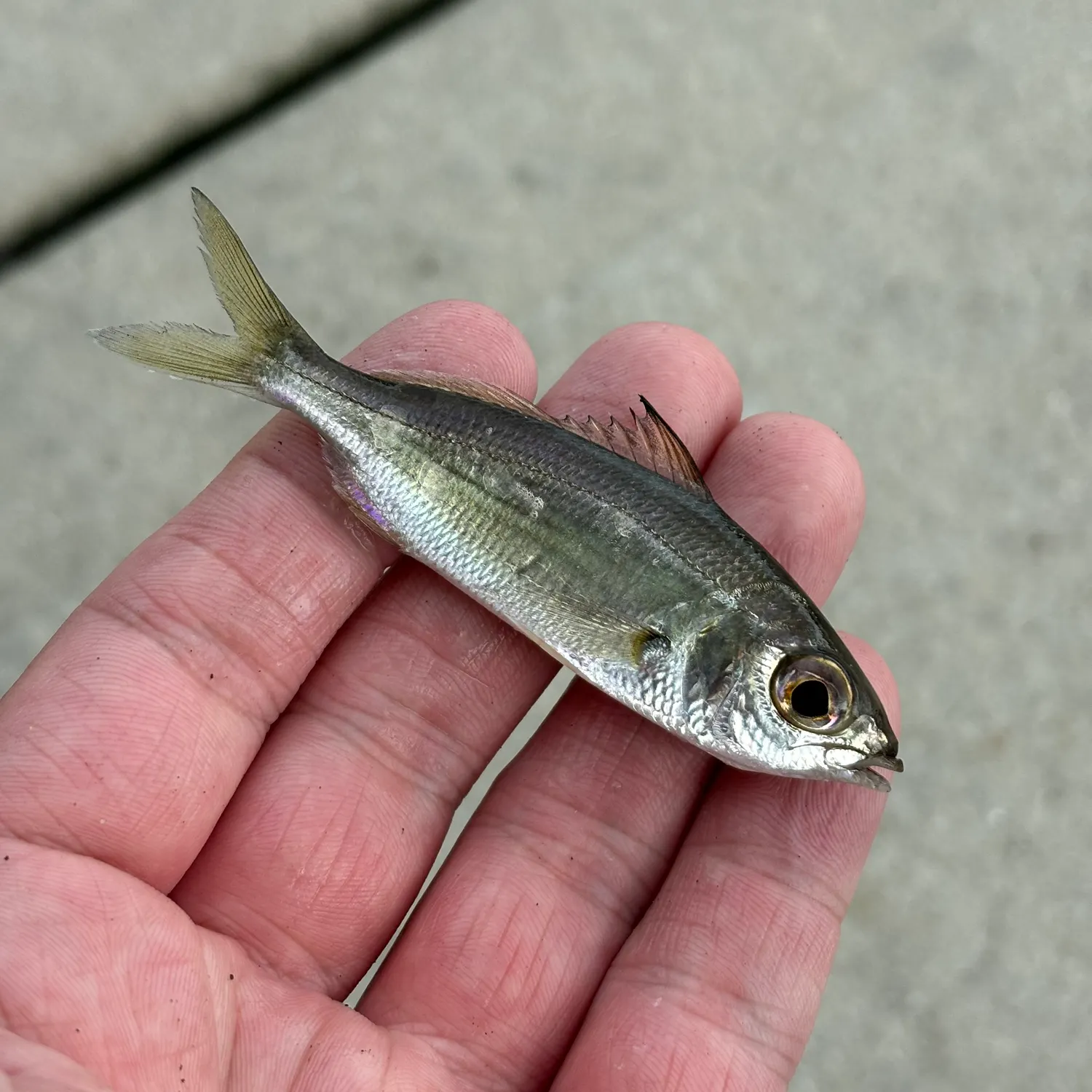 The most recent Tidewater mojarra catches on Fishbrain