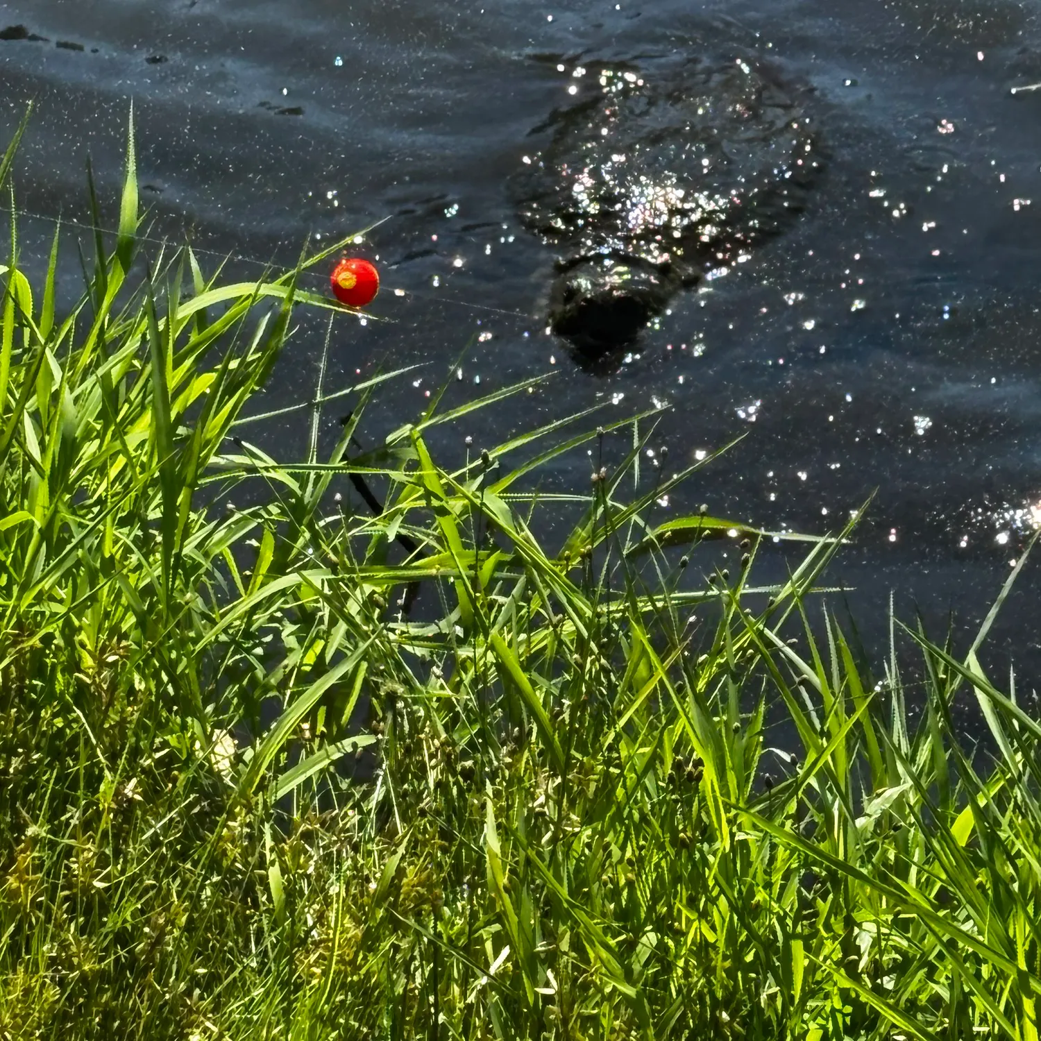 Fish caught on Fishbrain