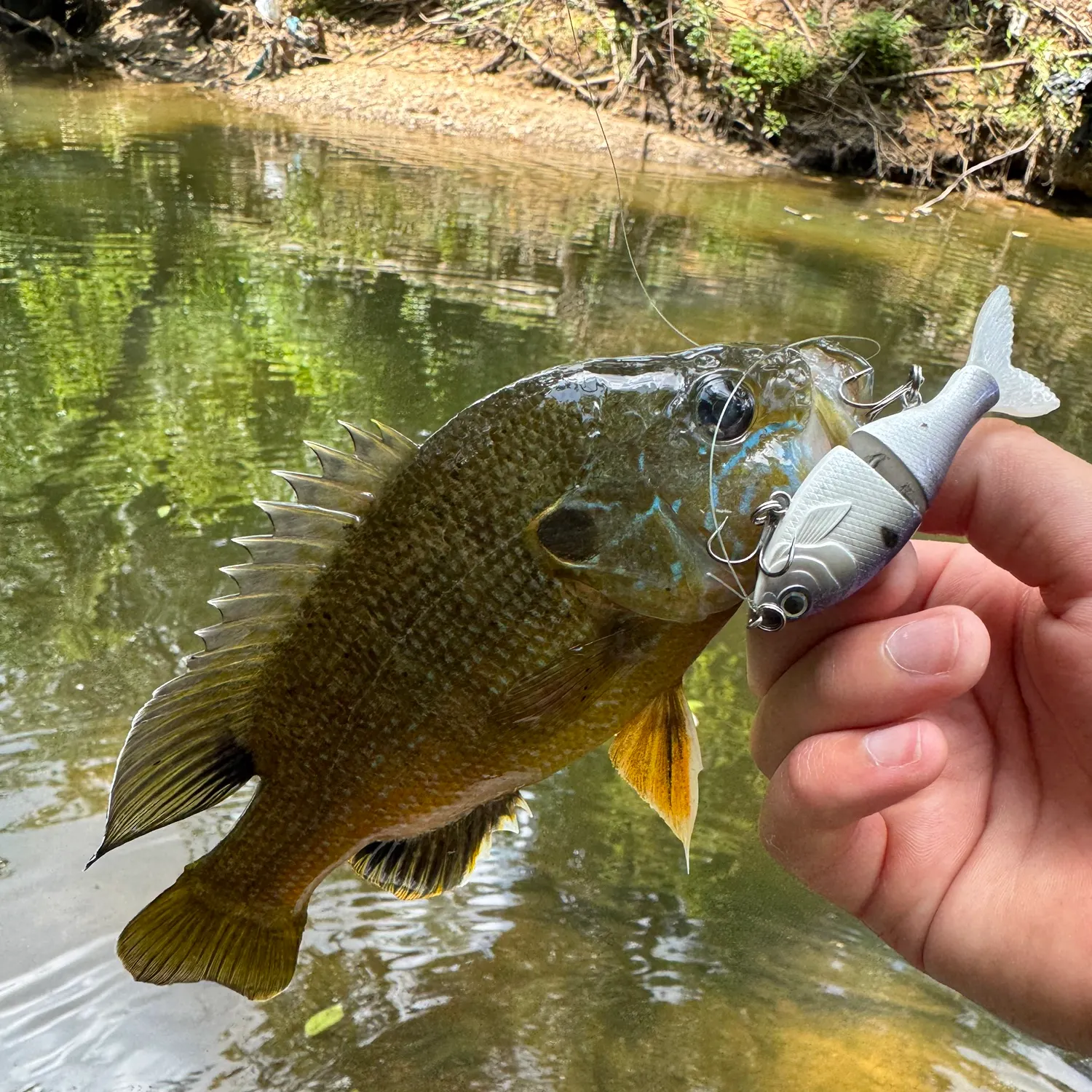 Green sunfish caught on Fishbrain