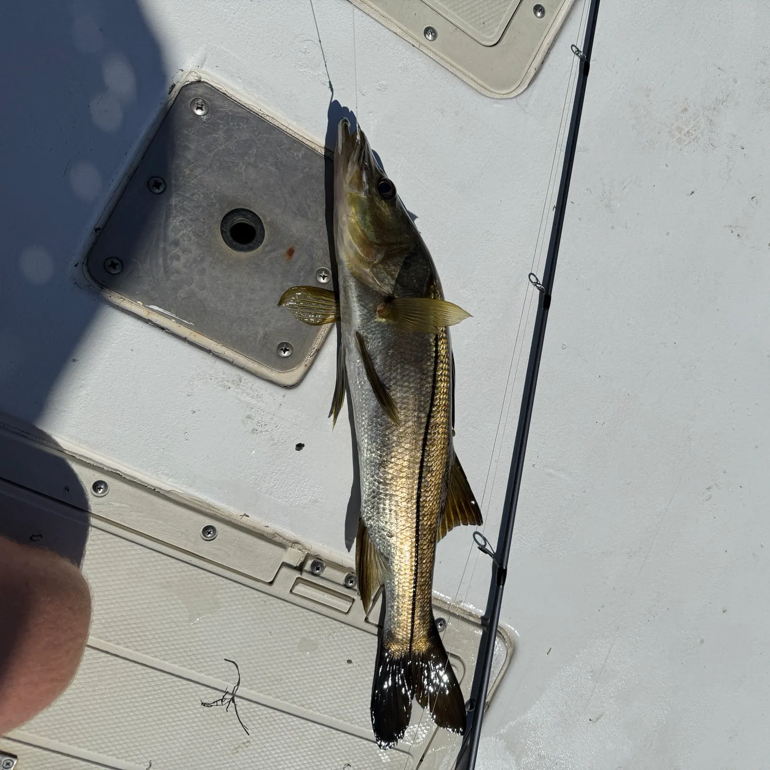 Common snook caught on Fishbrain