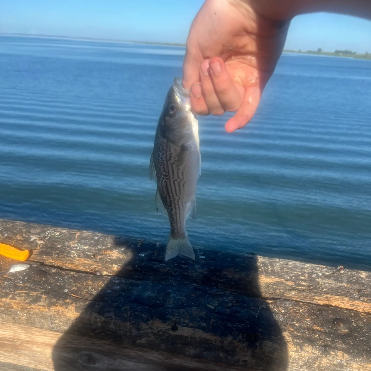 Striped bass caught on Fishbrain