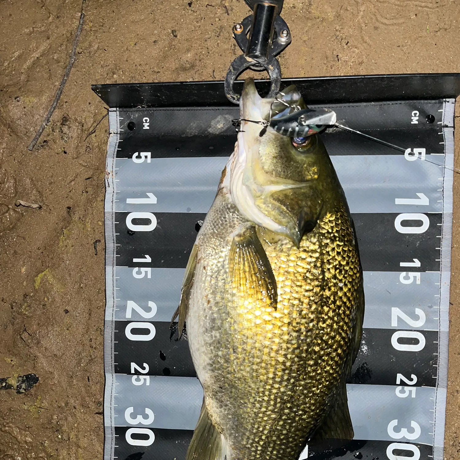 Australian bass caught on Fishbrain