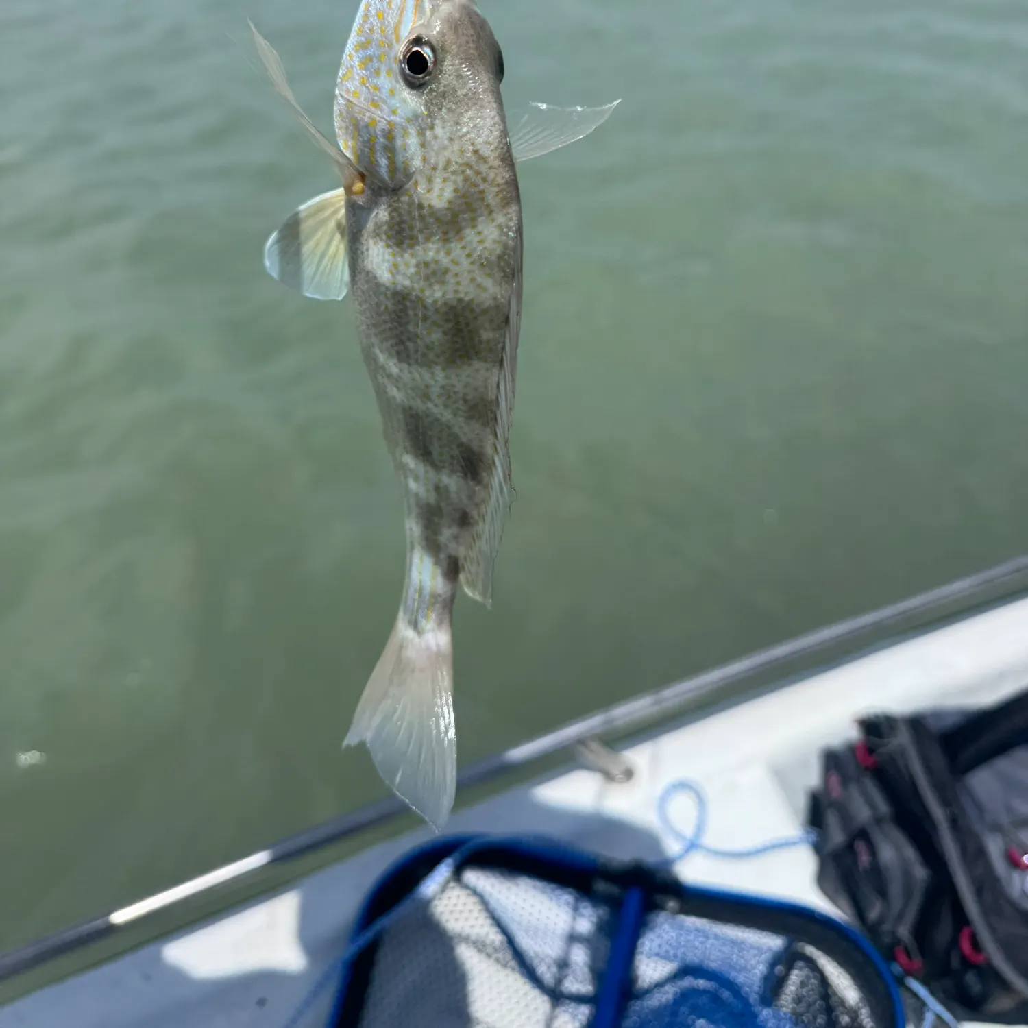 The most recent Pigfish catches on Fishbrain