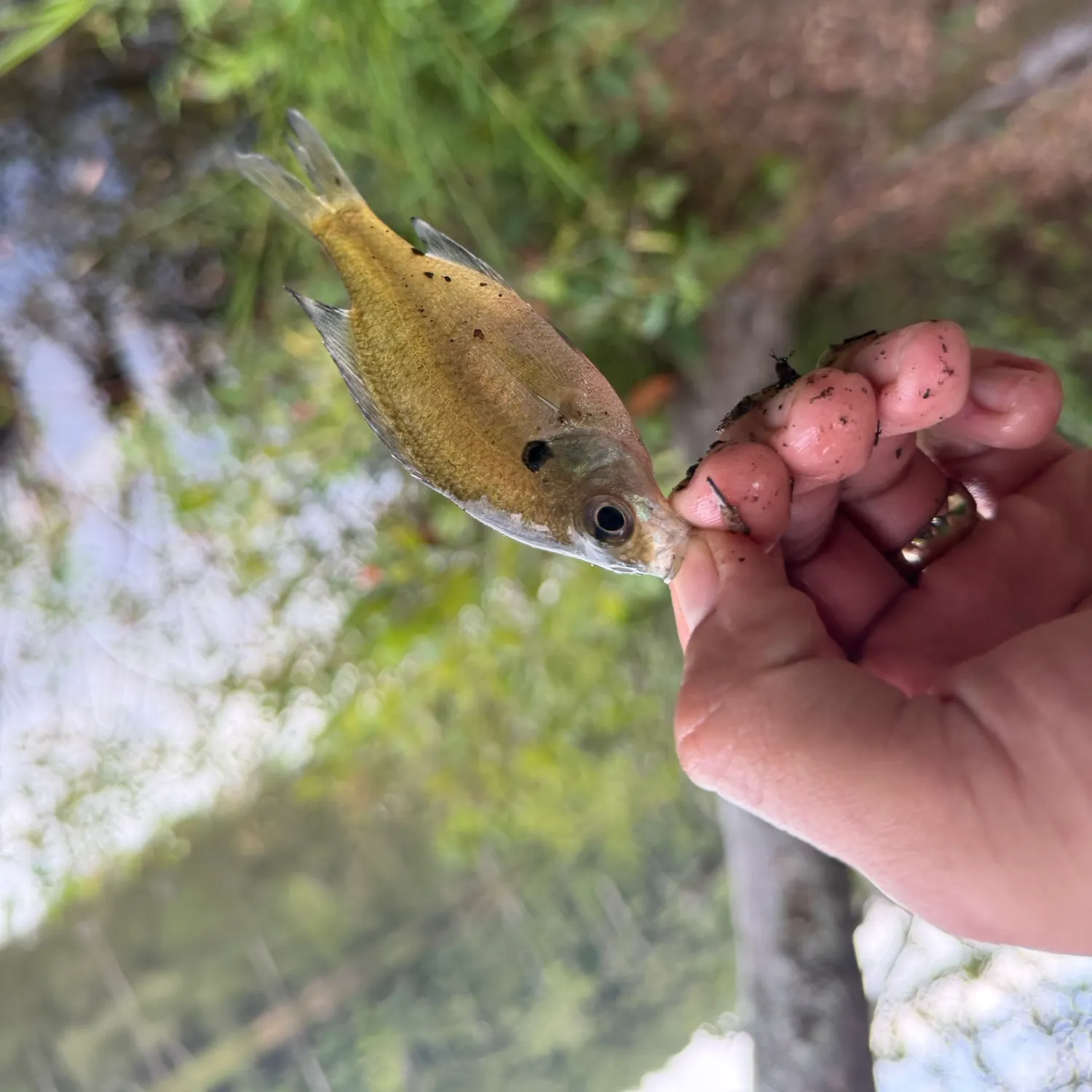 Bluegill caught on Fishbrain