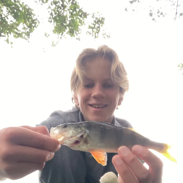 European perch caught on Fishbrain