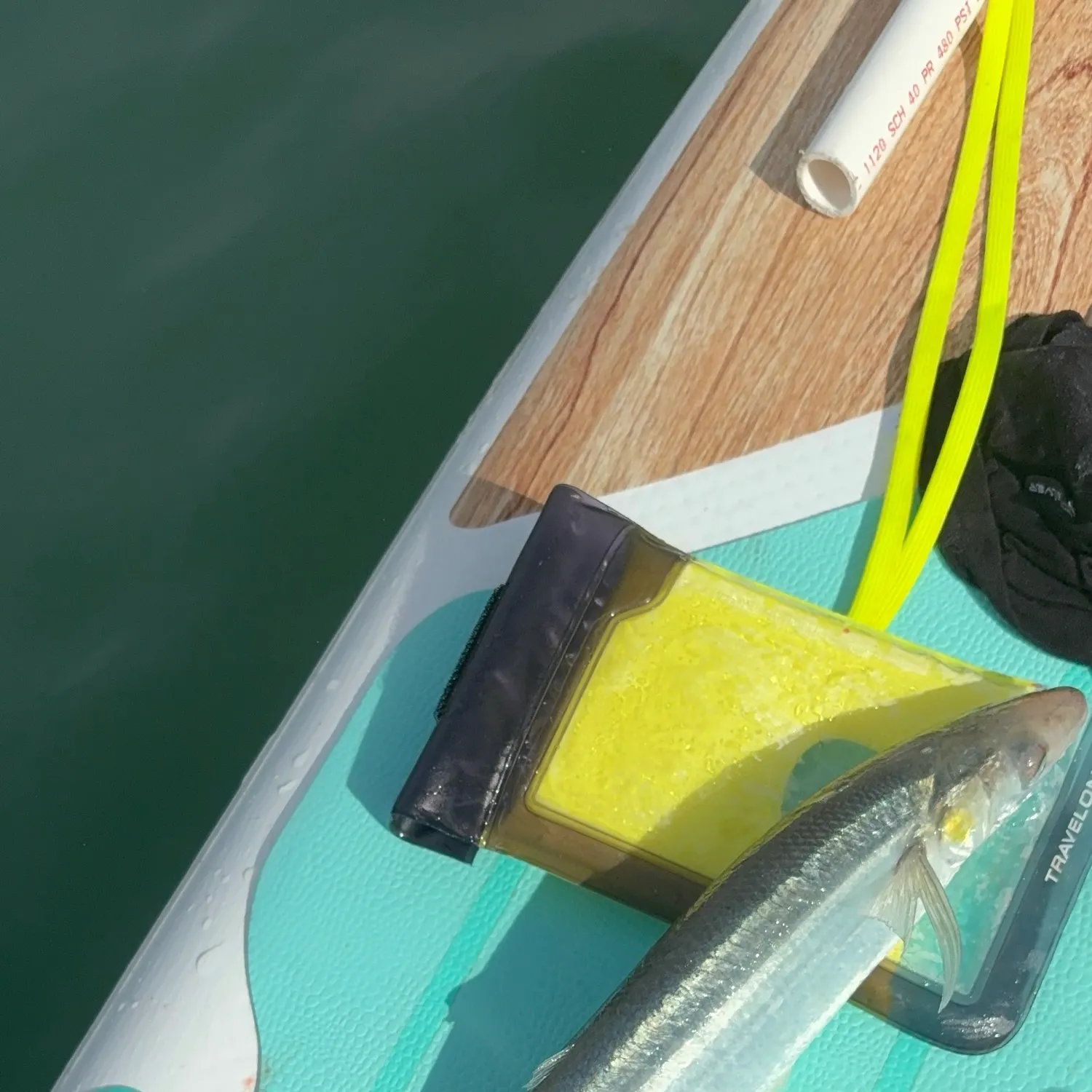 The most recent Surf smelt catches on Fishbrain