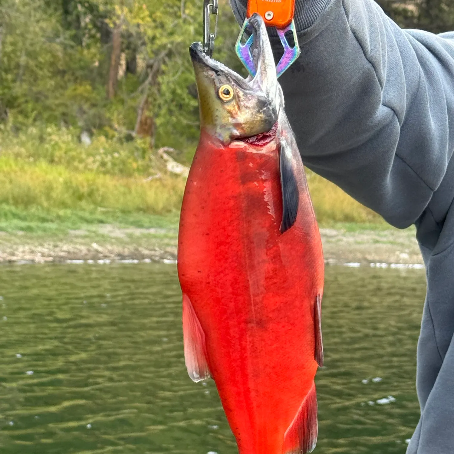 Kokanee salmon caught on Fishbrain